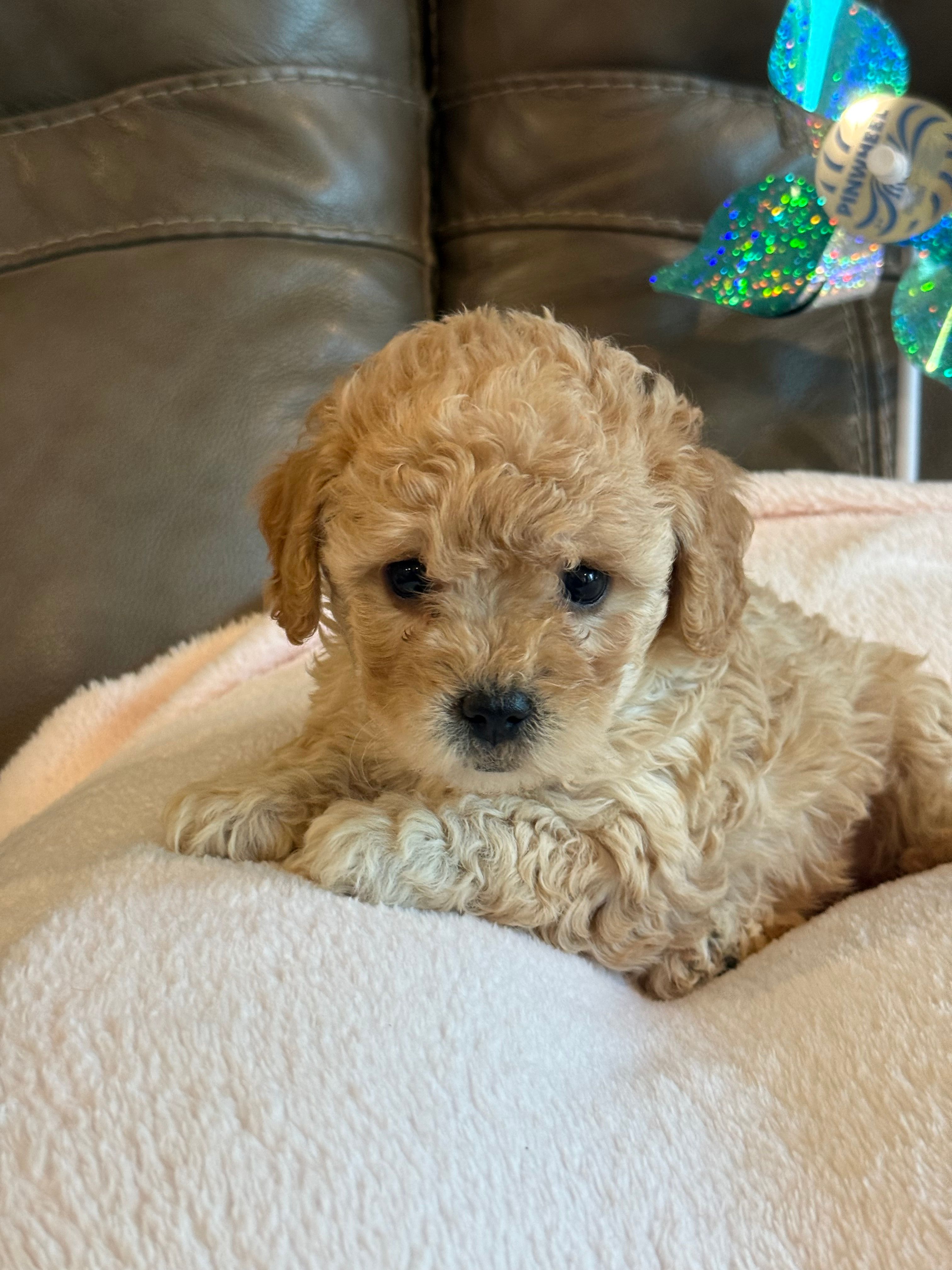 Ivy – Cavapoo puppy for sale in Springfield, MO