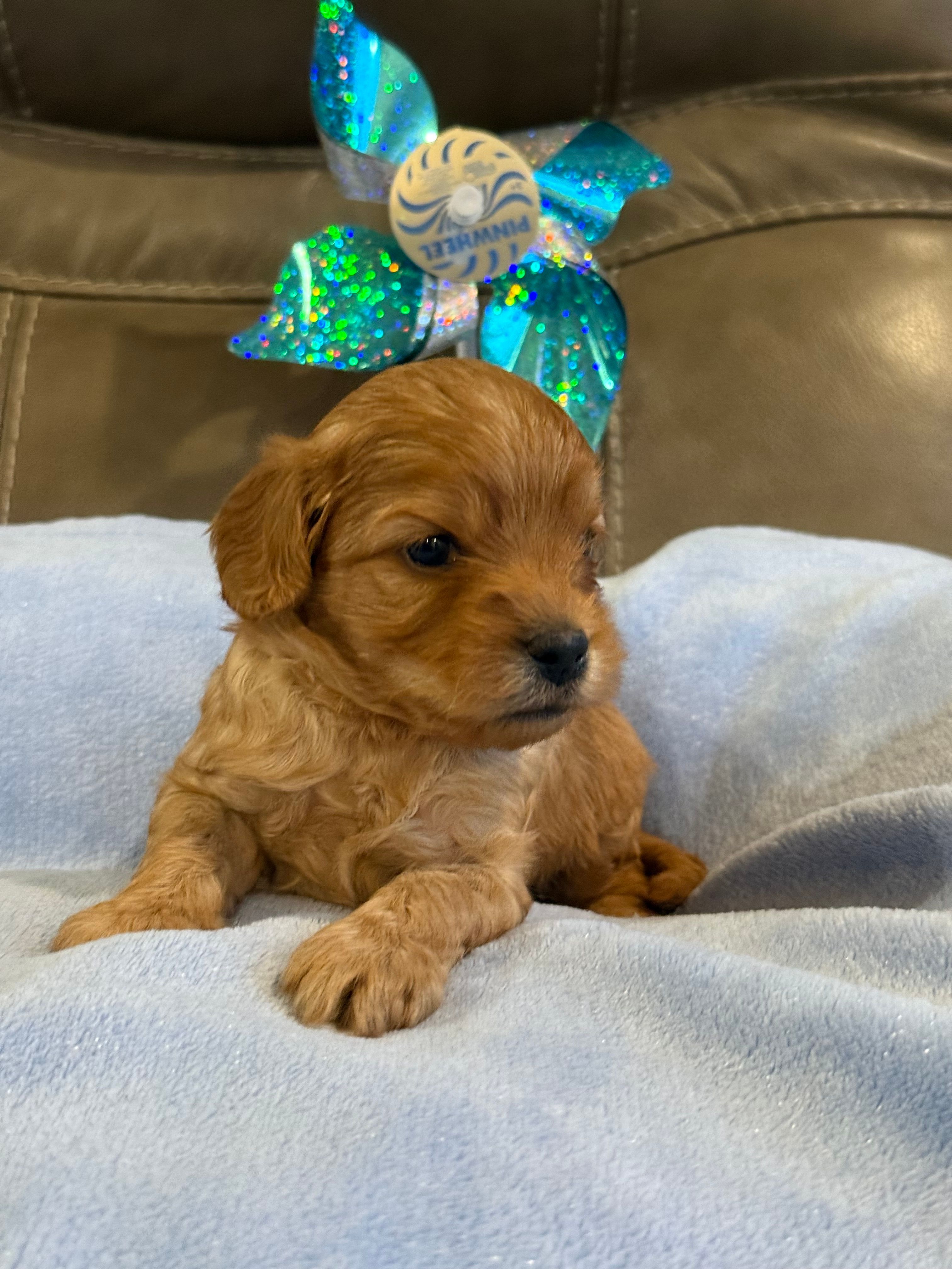 Ryker – Cavapoo puppy for sale in Springfield, MO