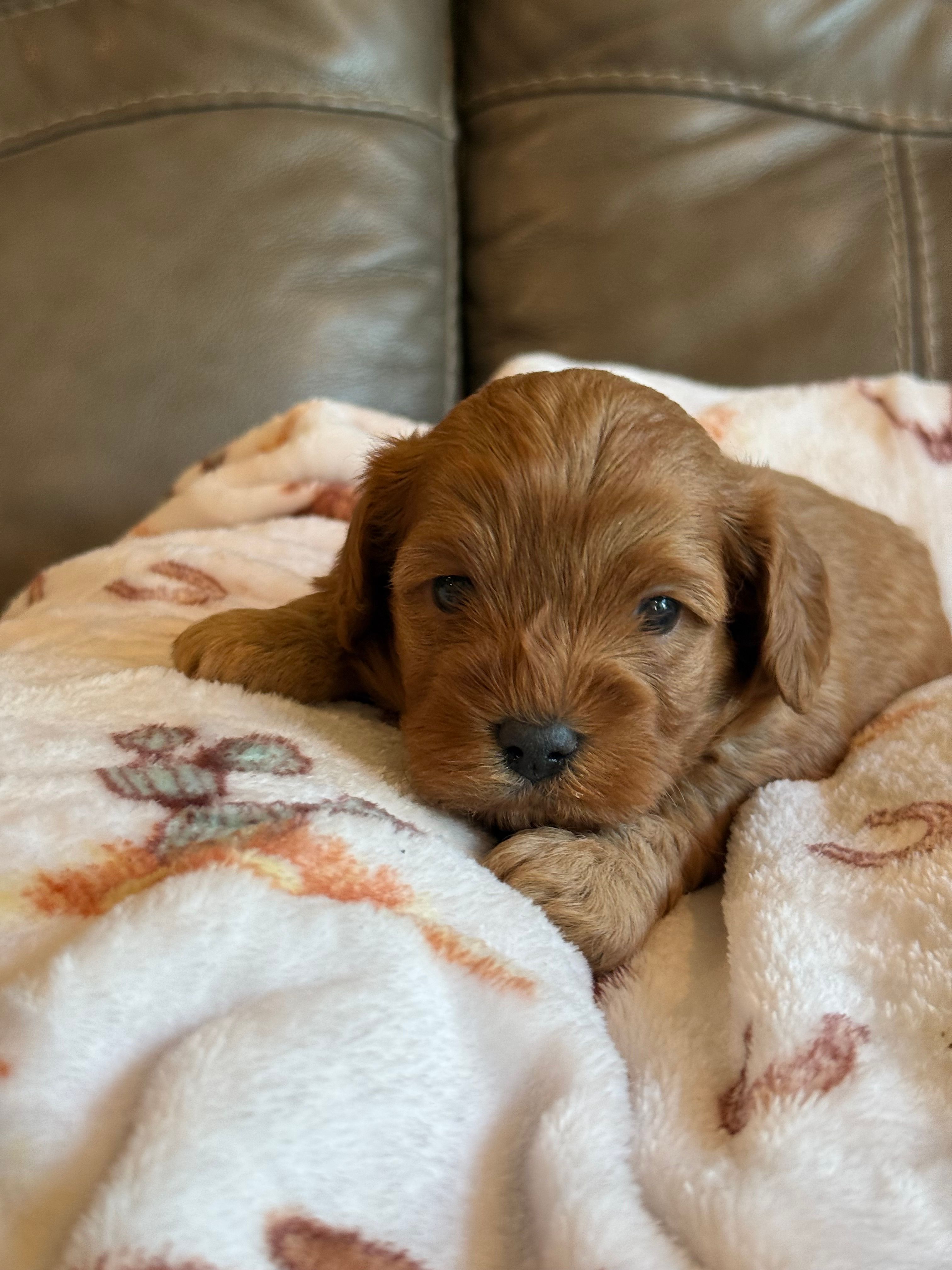 Macho – Cavapoo puppy for sale in Springfield, MO