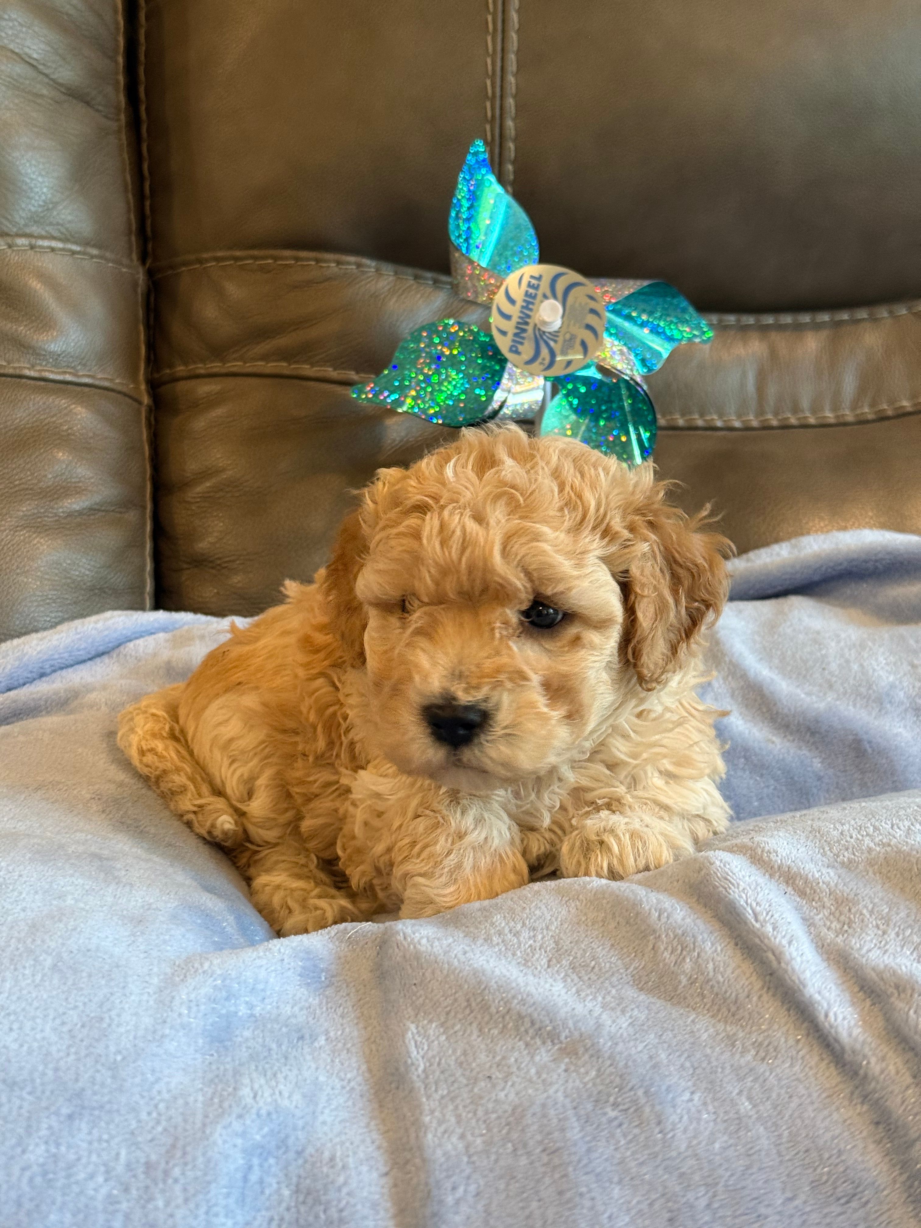 Issac – Cavapoo puppy for sale in Springfield, MO
