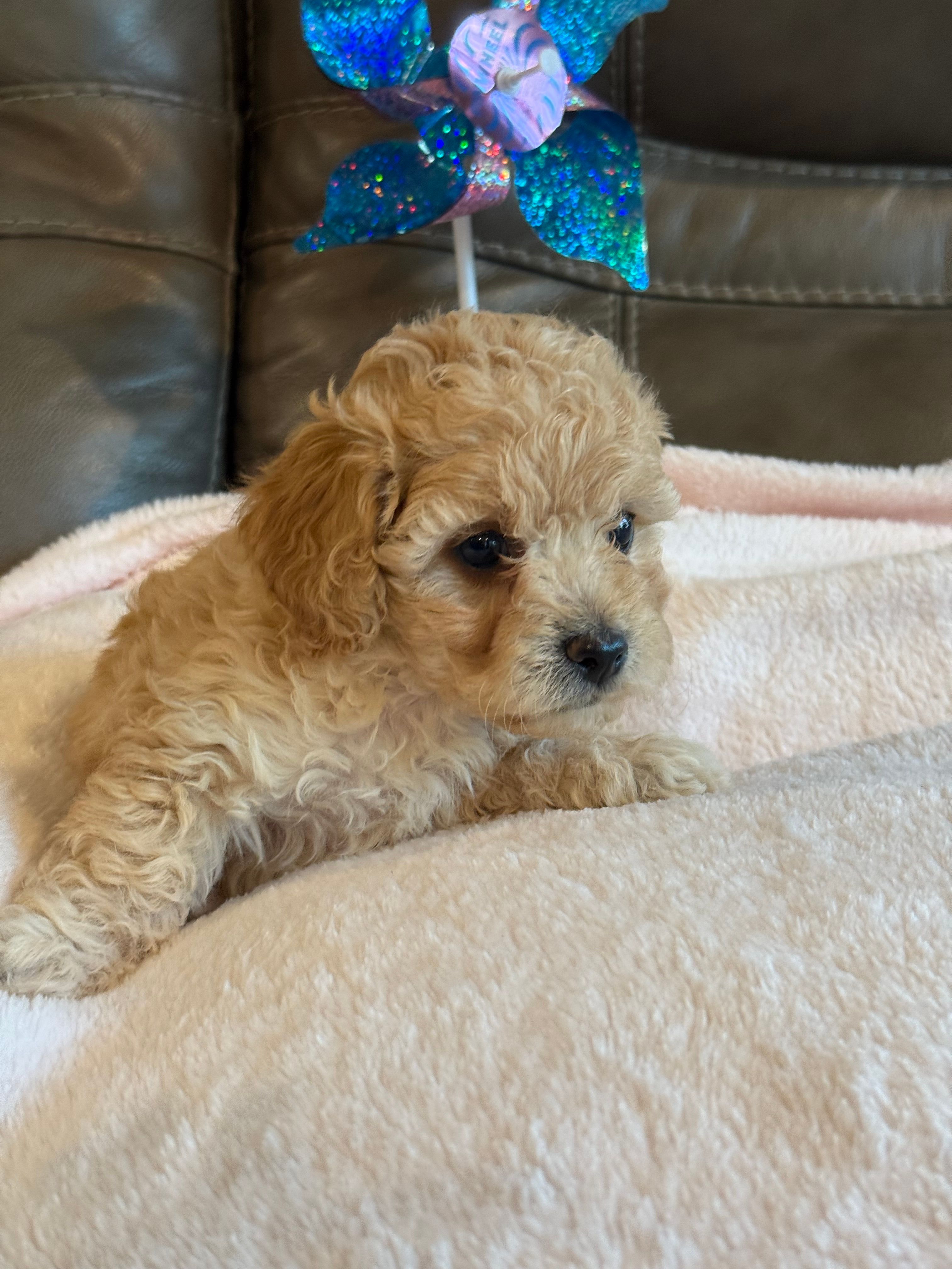 Isabelle – Cavapoo puppy for sale in Springfield, MO