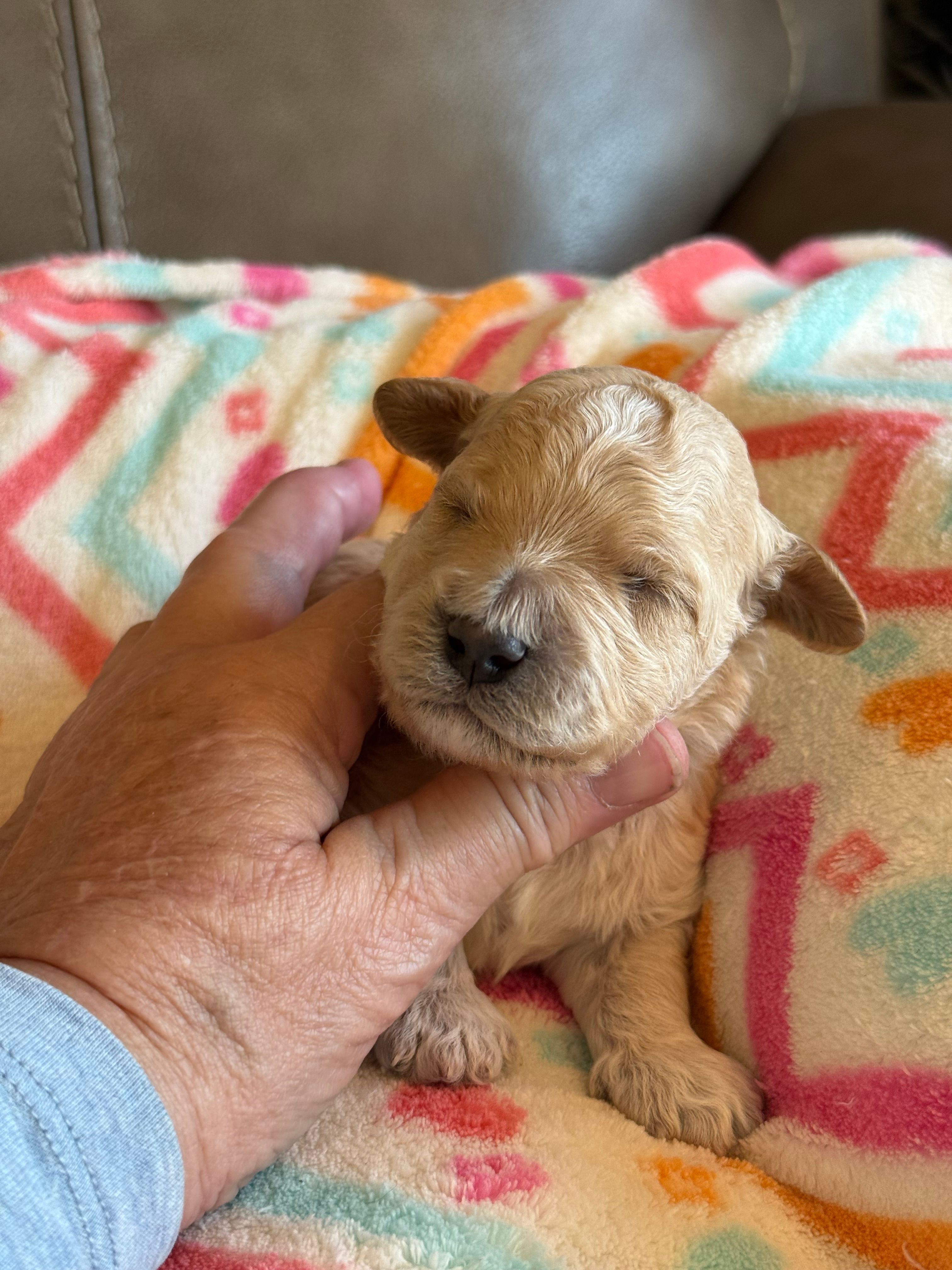 Issac – Cavapoo puppy for sale in Springfield, MO