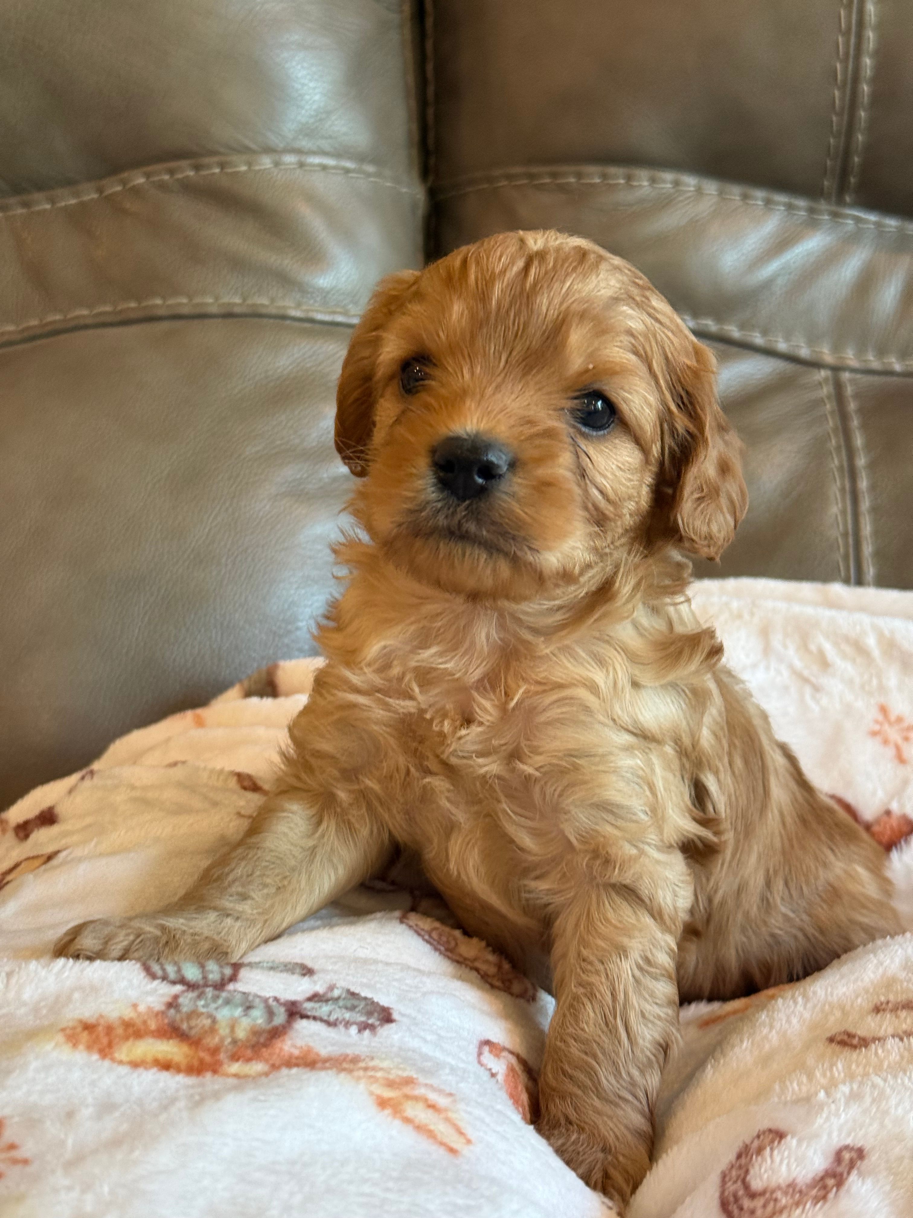 Ryker – Cavapoo puppy for sale in Springfield, MO