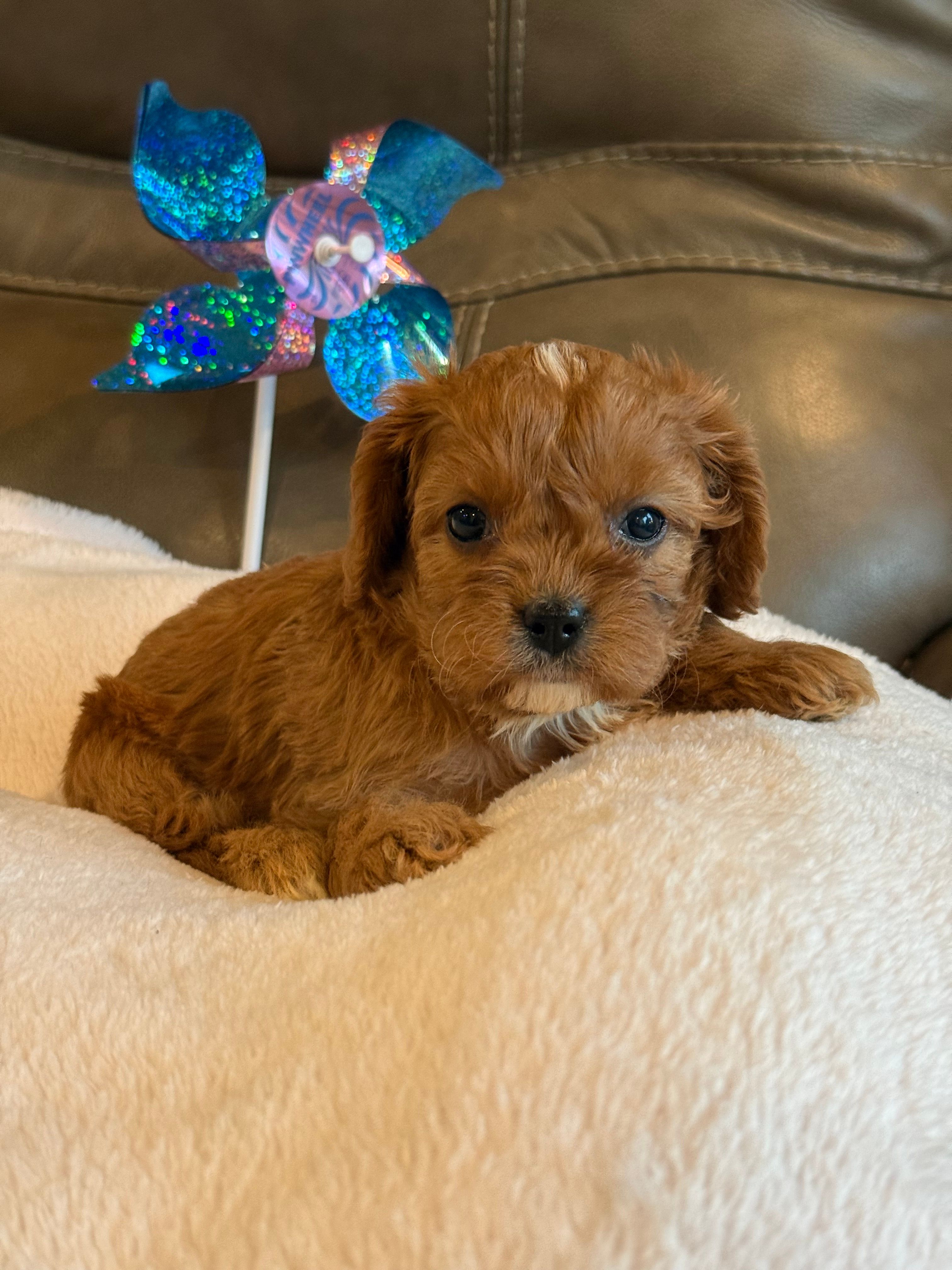 Celine – Cavapoo puppy for sale in Springfield, MO