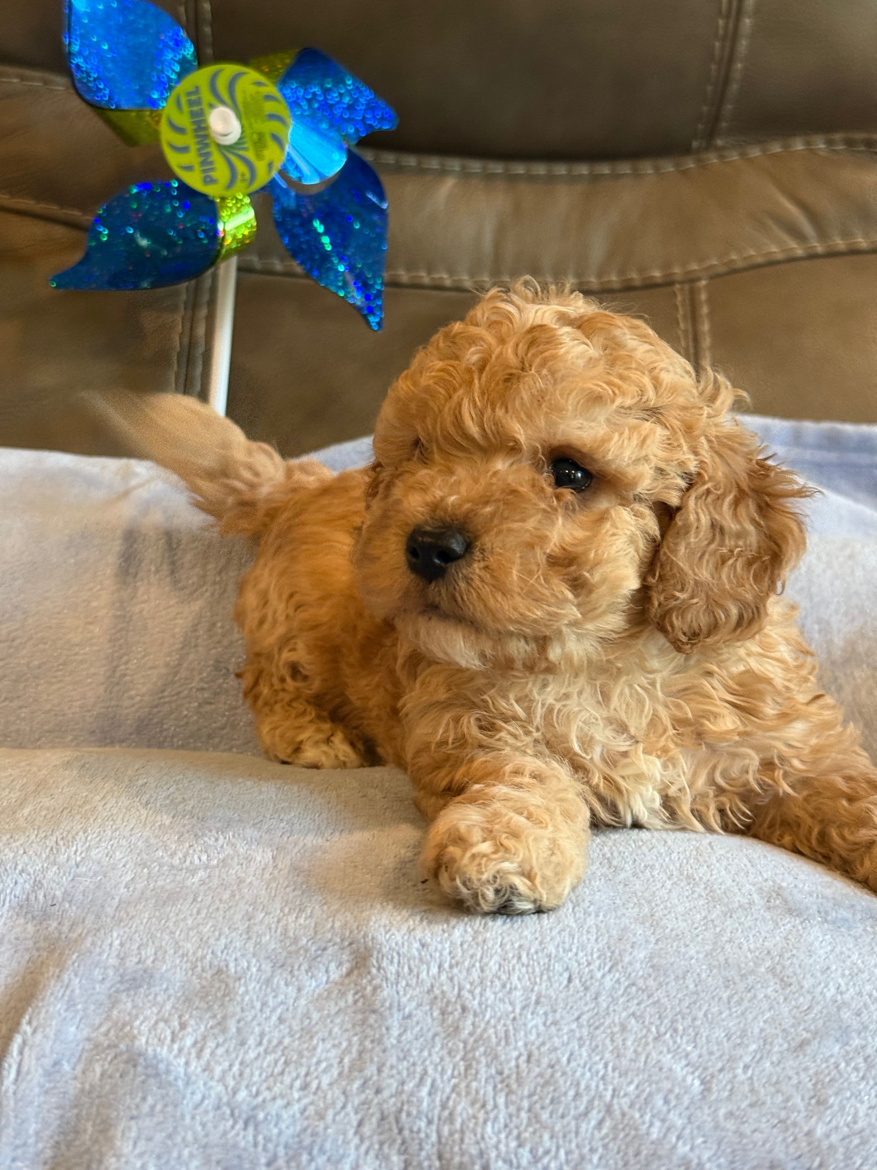 Ian – Cavapoo puppy for sale in Springfield, MO