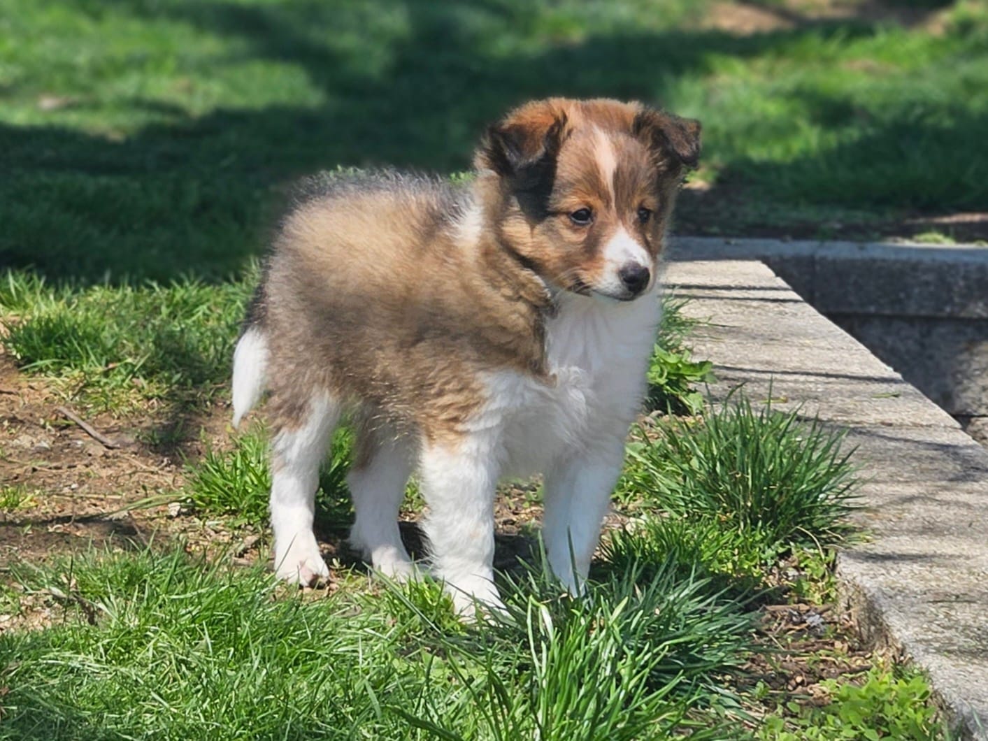 Tanner – Shetland Sheepdog puppy for sale in Quarryville, PA
