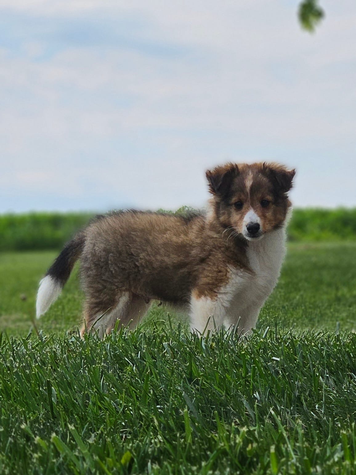 Tanner – Shetland Sheepdog puppy for sale in Quarryville, PA