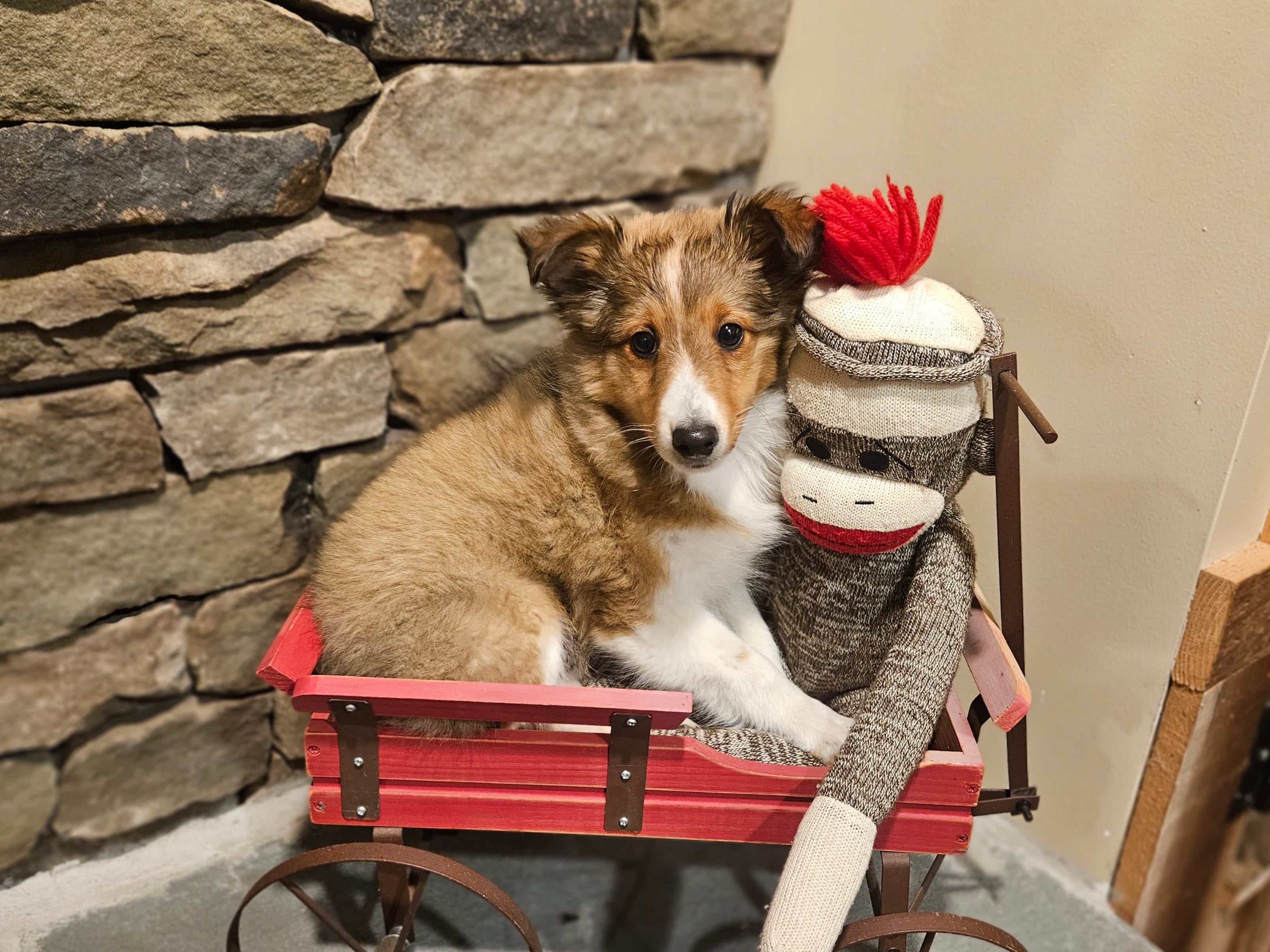 Tanner – Shetland Sheepdog puppy for sale in Quarryville, PA