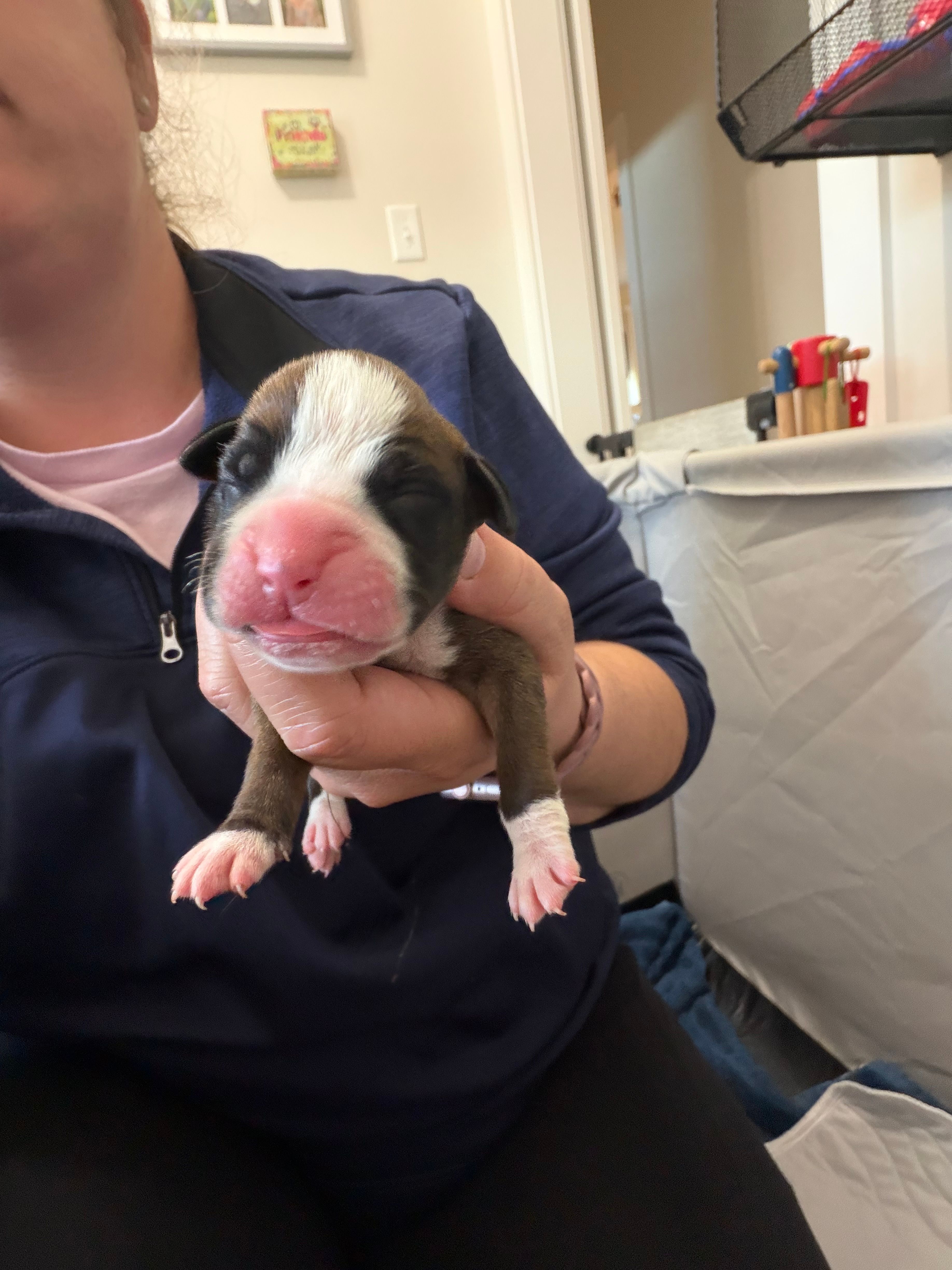 Raya  – Boxer puppy for sale in Clayton, DE