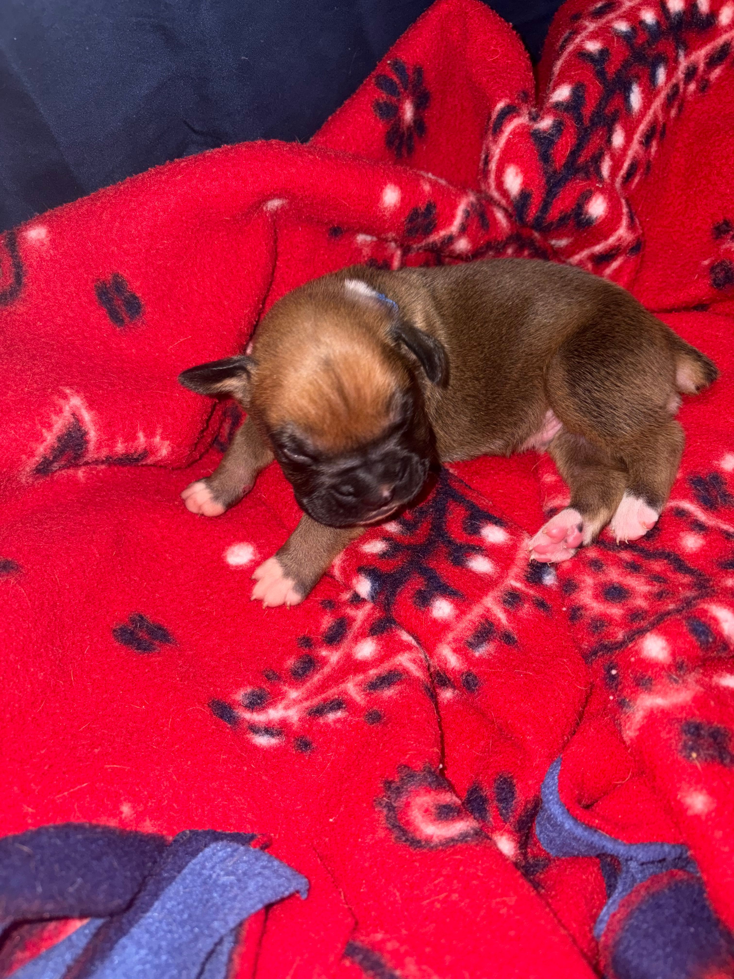 Apollo – Boxer puppy for sale in Clayton, DE