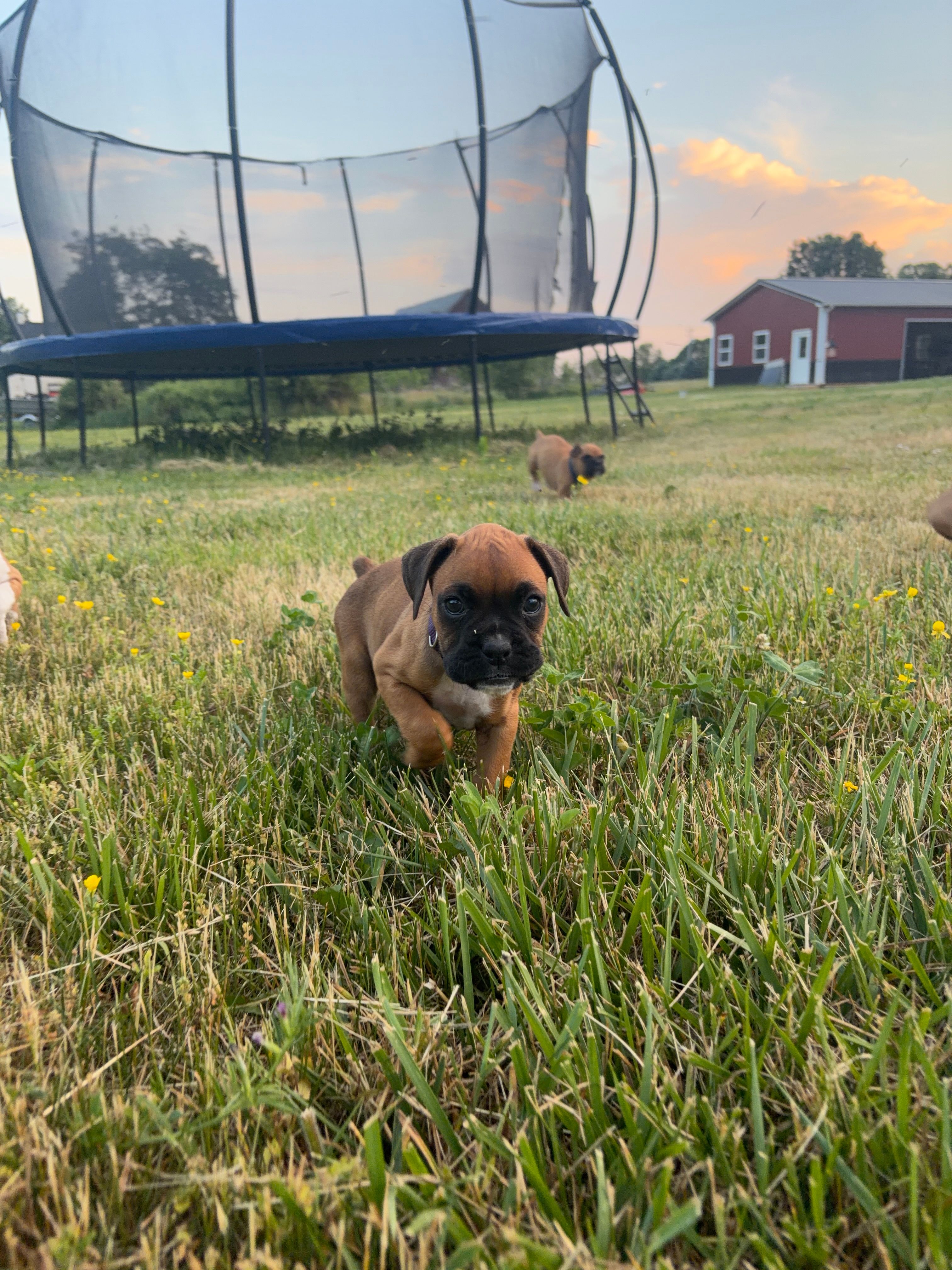 Ellie – Boxer puppy for sale in Clayton, DE
