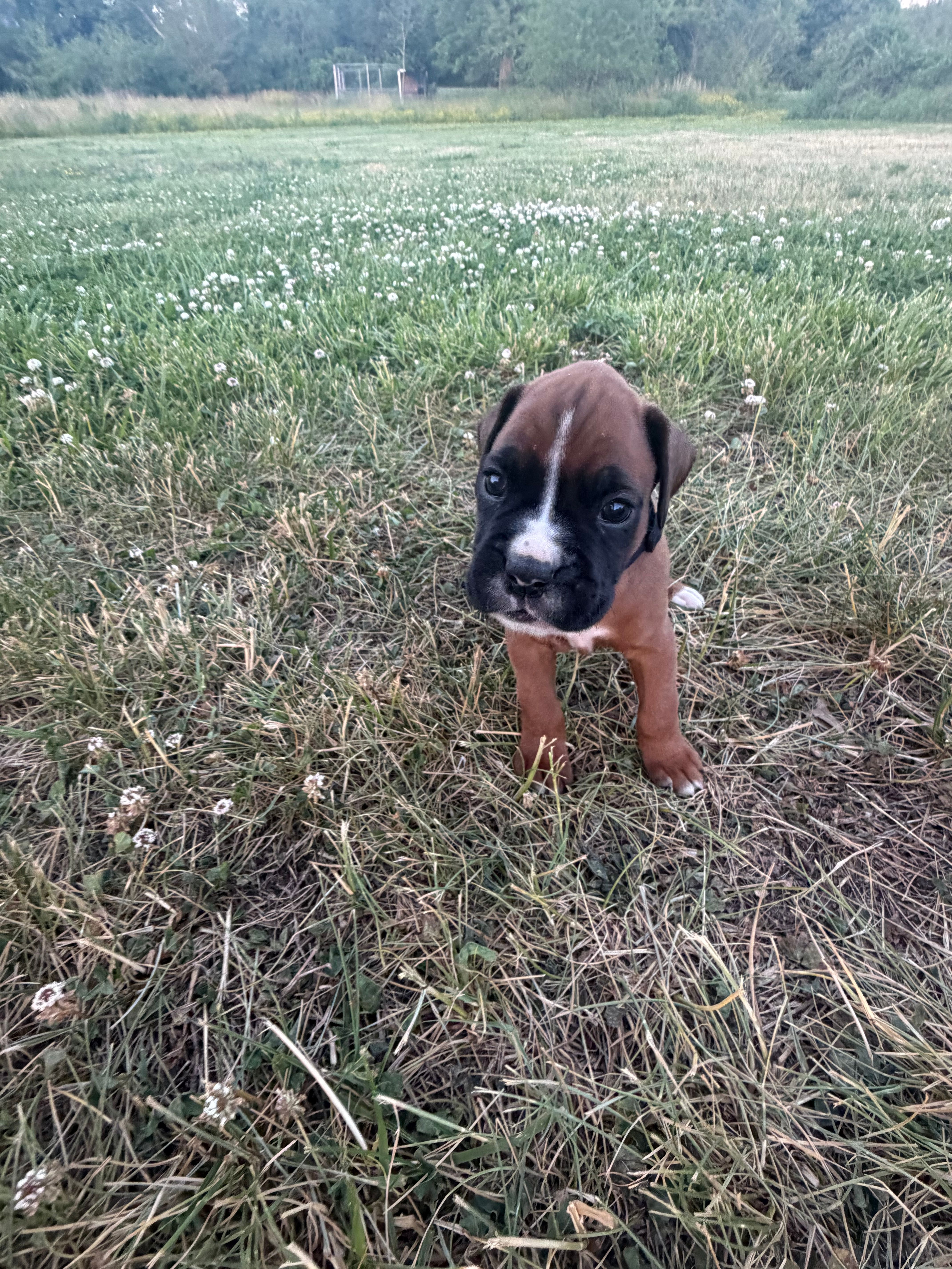 Thor – Boxer puppy for sale in Clayton, DE