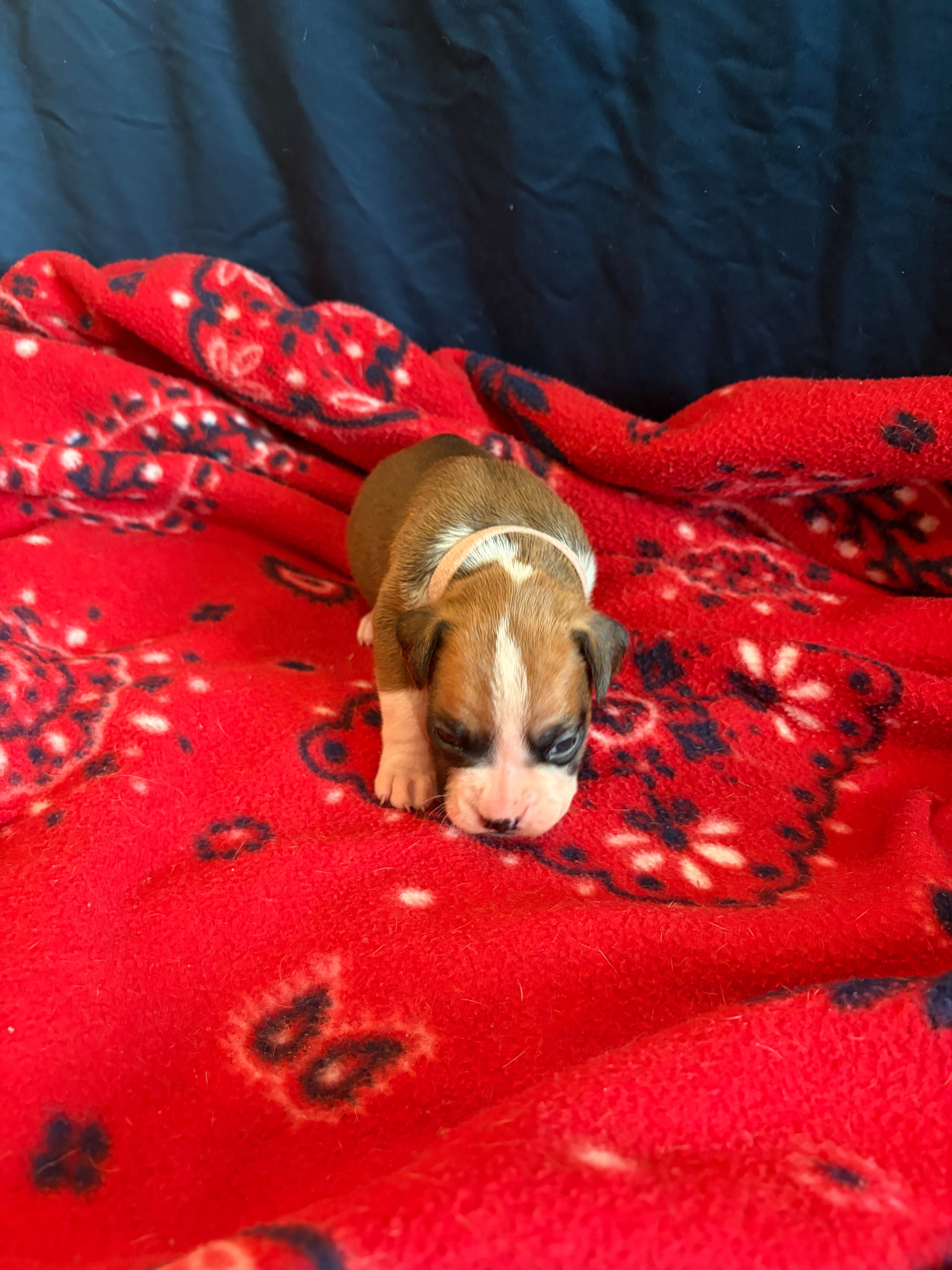 Aurora – Boxer puppy for sale in Clayton, DE