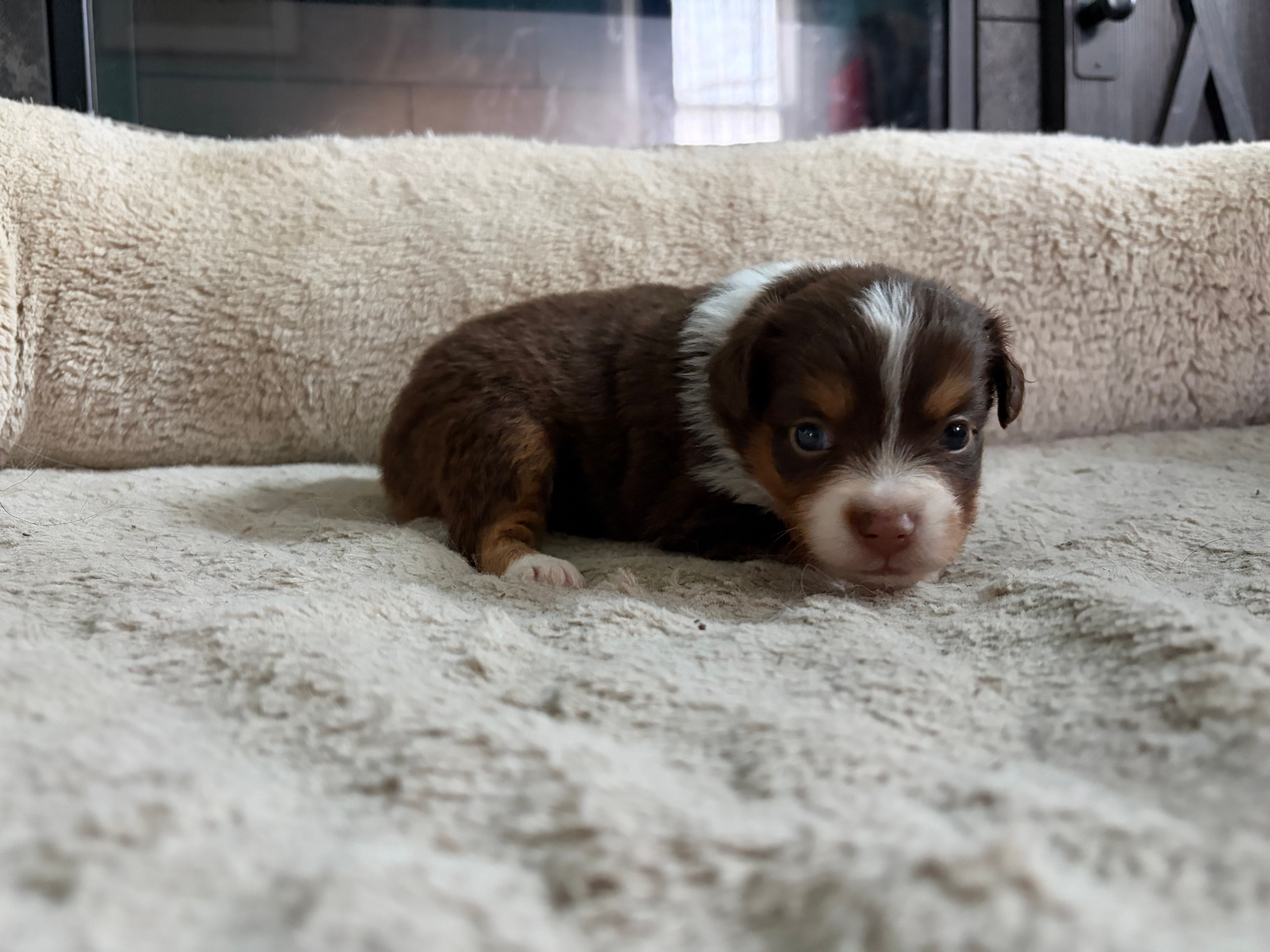 Penny  – Miniature Australian Shepherd puppy for sale in Terryville, CT