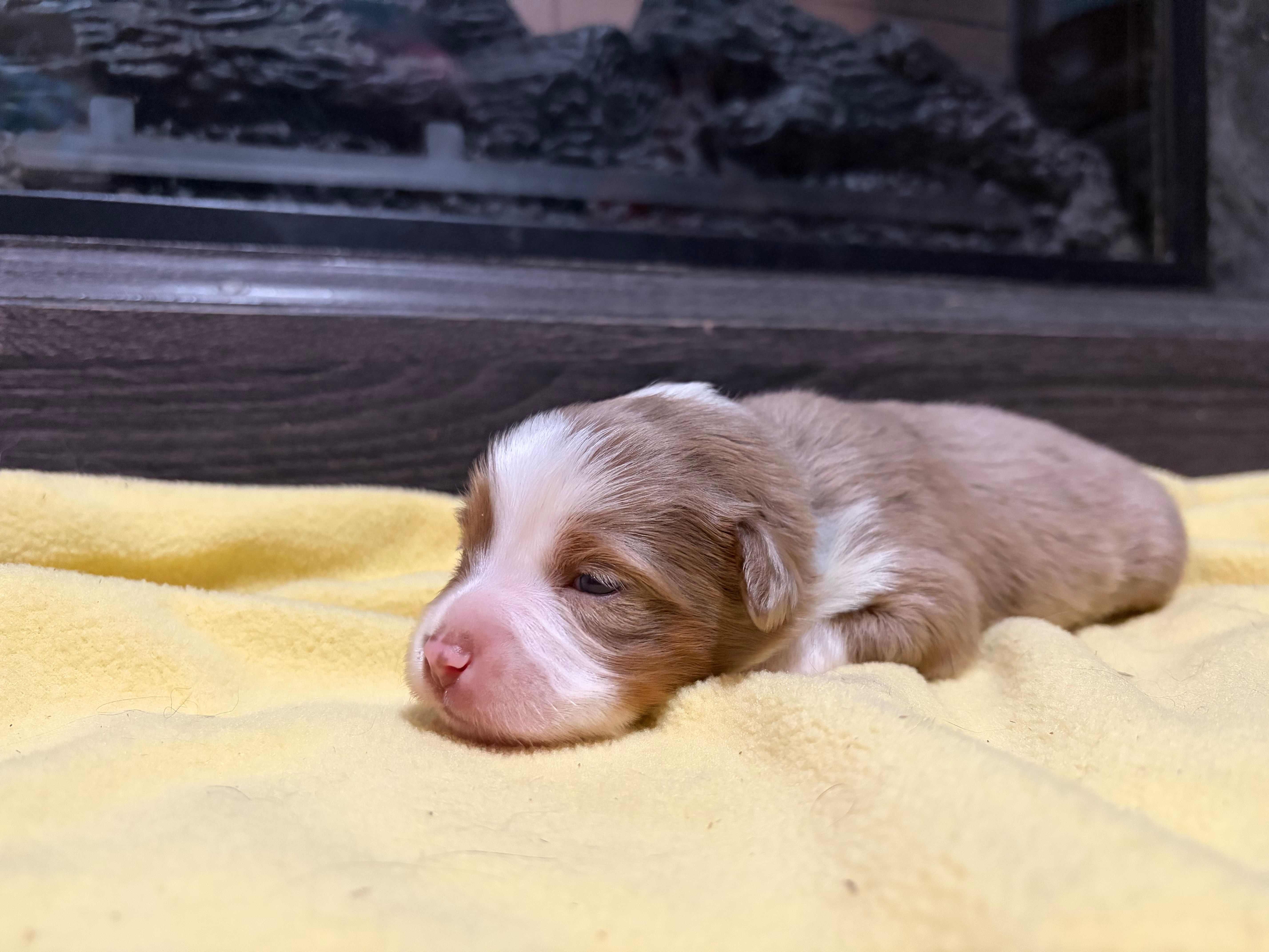 Griselda  – Miniature Australian Shepherd puppy for sale in Terryville, CT