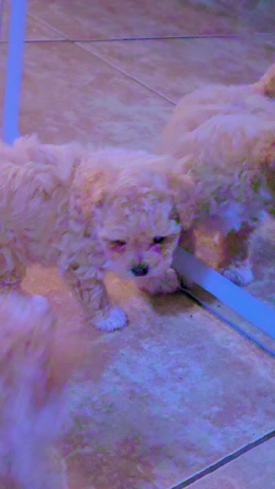 Cream, a male Poodle - Standard  for sale in Albuquerque, NM – 1 of 1