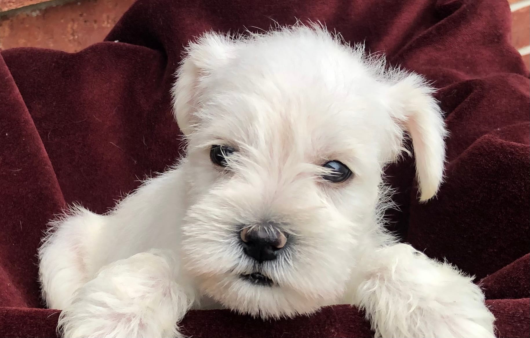 Coco – Miniature Schnauzer puppy for sale in Humble, TX