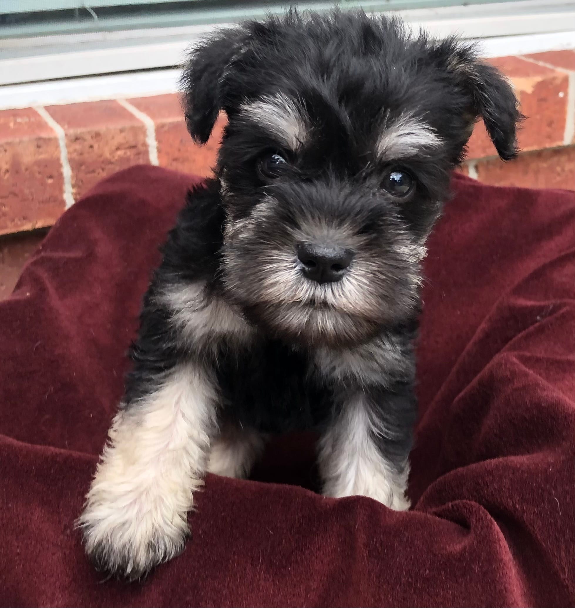 Mickey – Miniature Schnauzer puppy for sale in Humble, TX