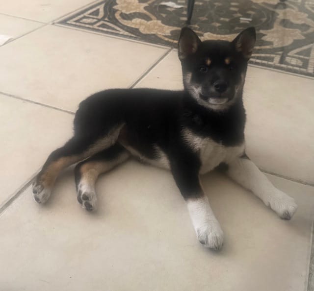 Yoshi – Shiba Inu puppy for sale in Chula Vista, CA
