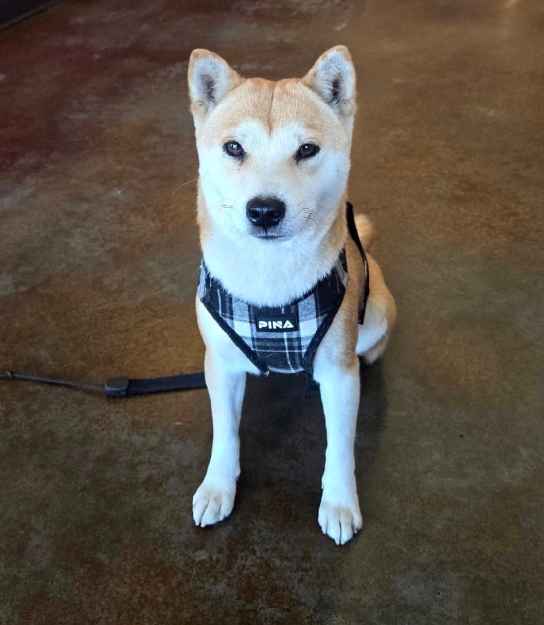 Kiyomi – Shiba Inu puppy for sale in Bonita, CA