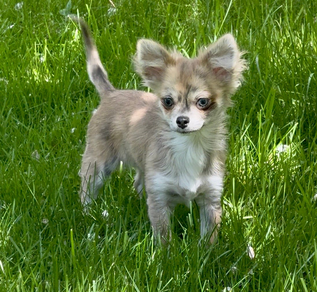 Piper – Chihuahua puppy for sale in Plaistow, NH