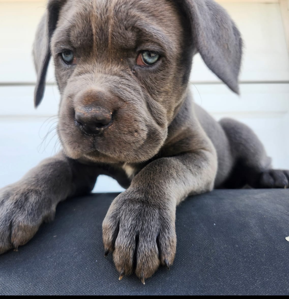 Red Collar – Cane Corso puppy for sale in Olathe, KS
