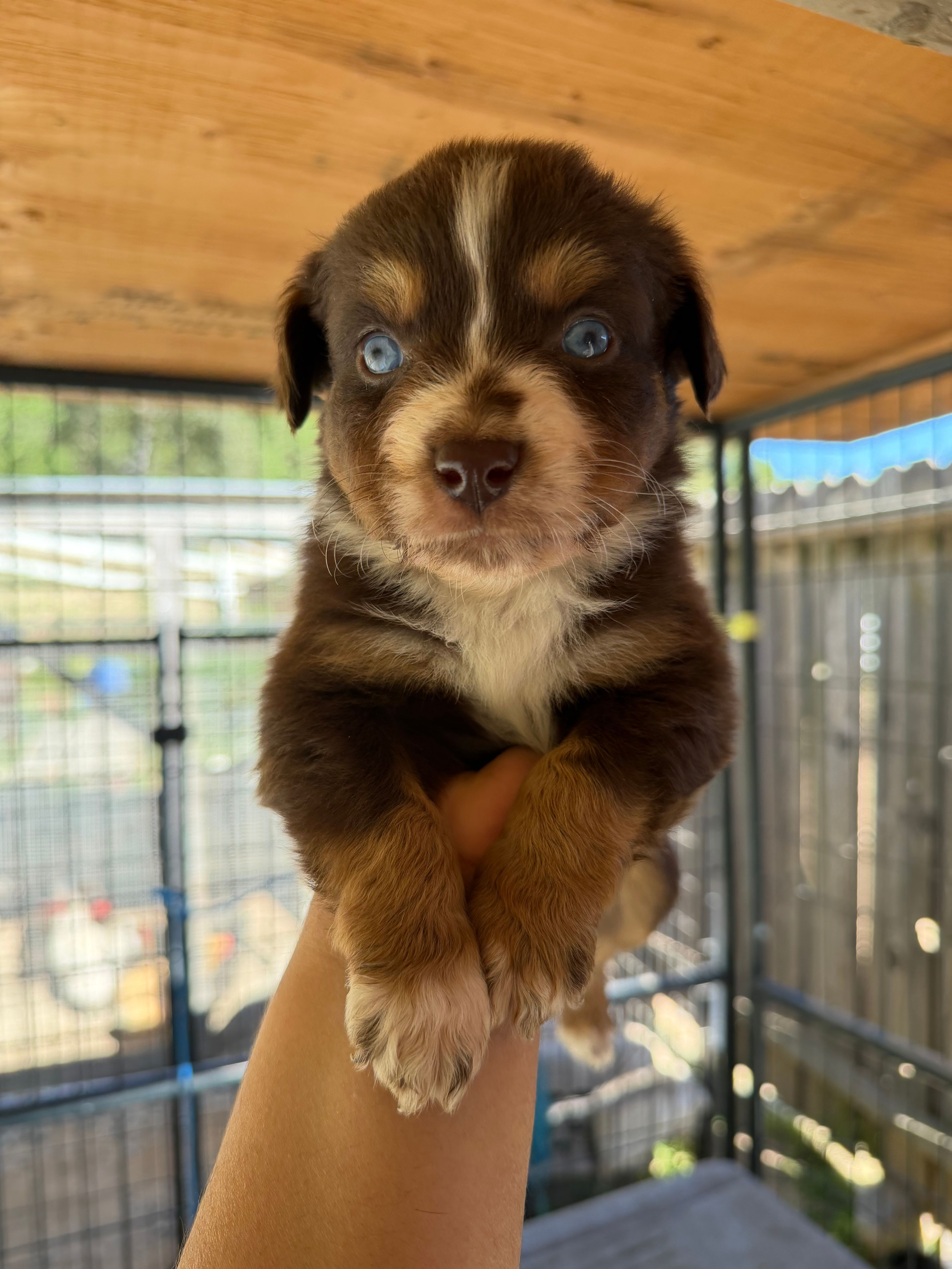 Red Tri Male 2 Bambi  – Miniature American Shepherd puppy for sale in Prunedale, CA