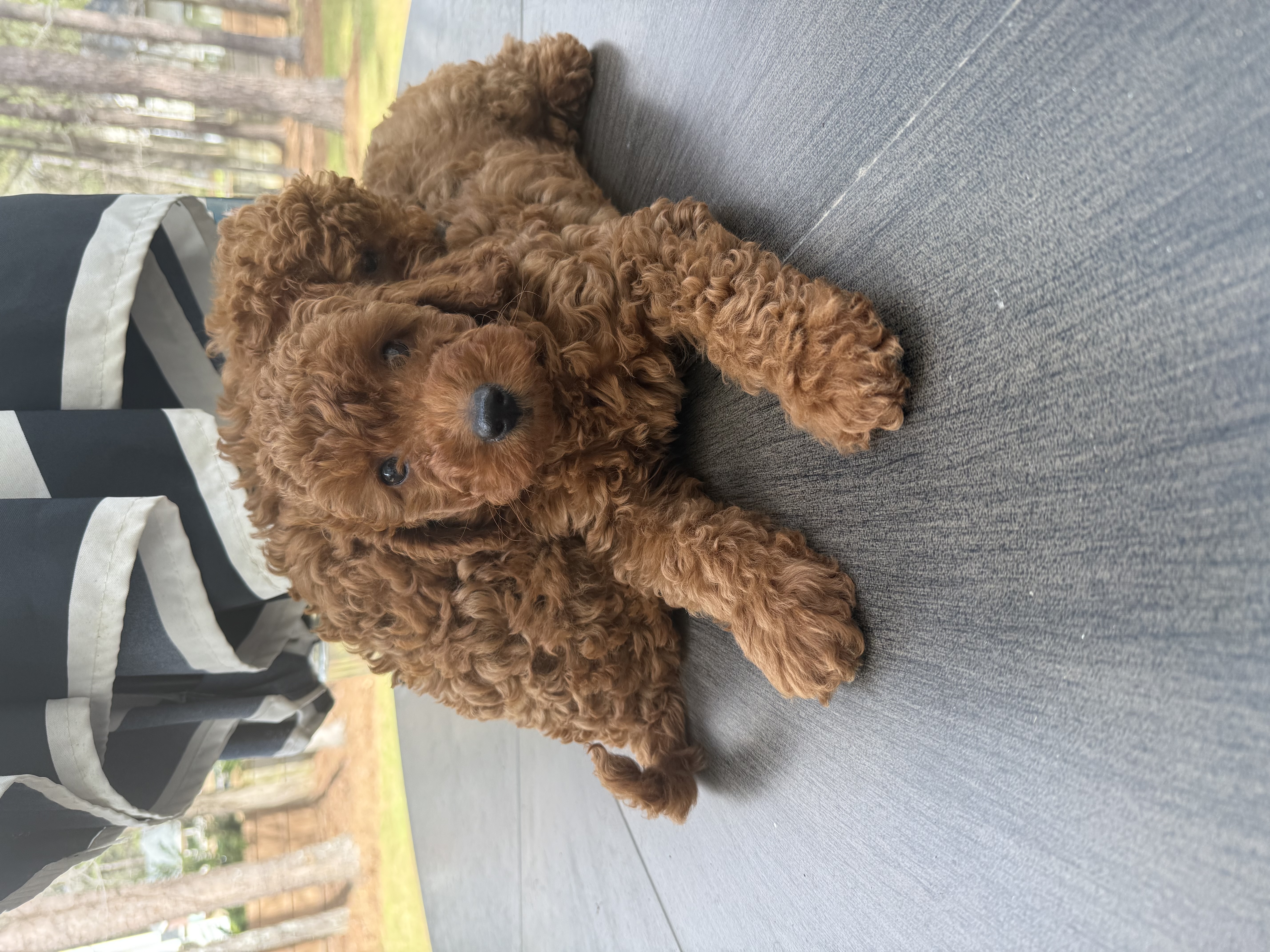Cody – Poodle - Toy  puppy for sale in Jonesboro, GA