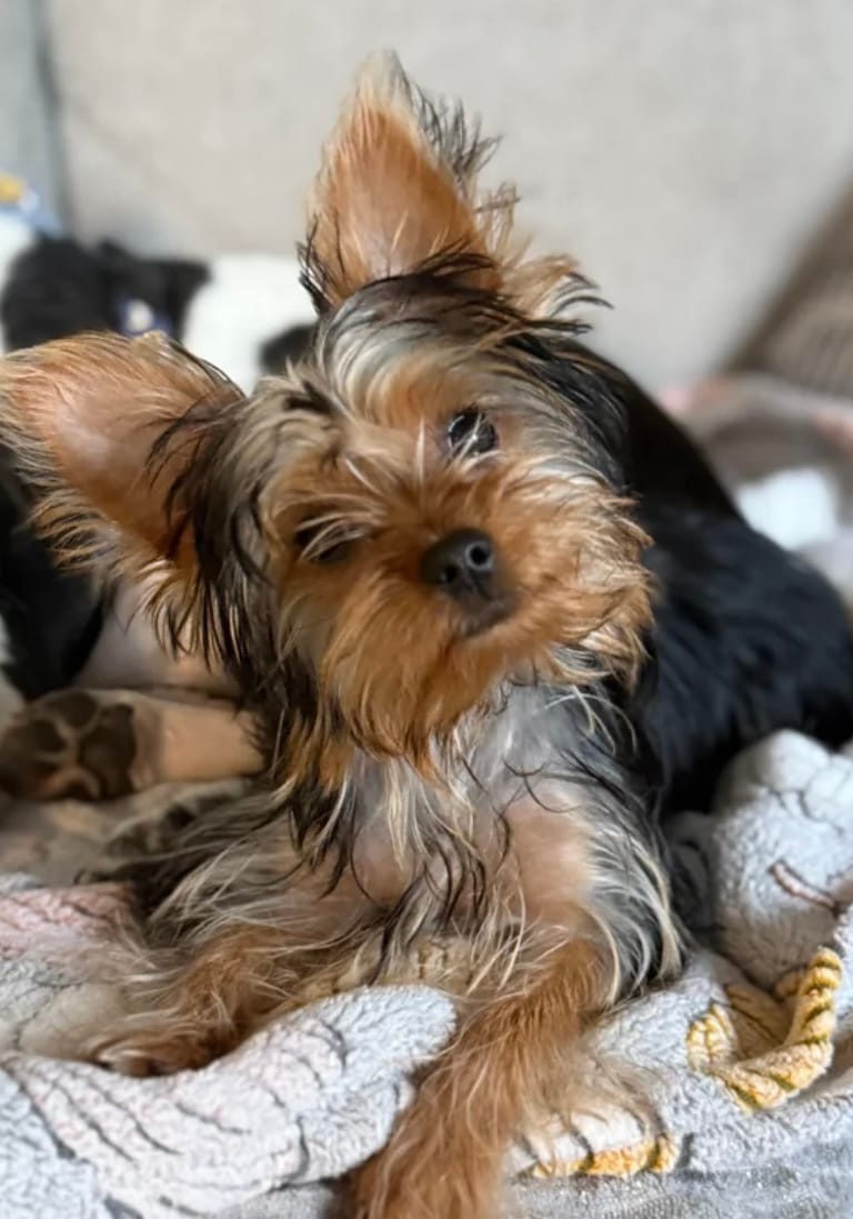 Selena, a female Yorkshire Terrier for sale in Rembert, SC – Photo 2 of 10