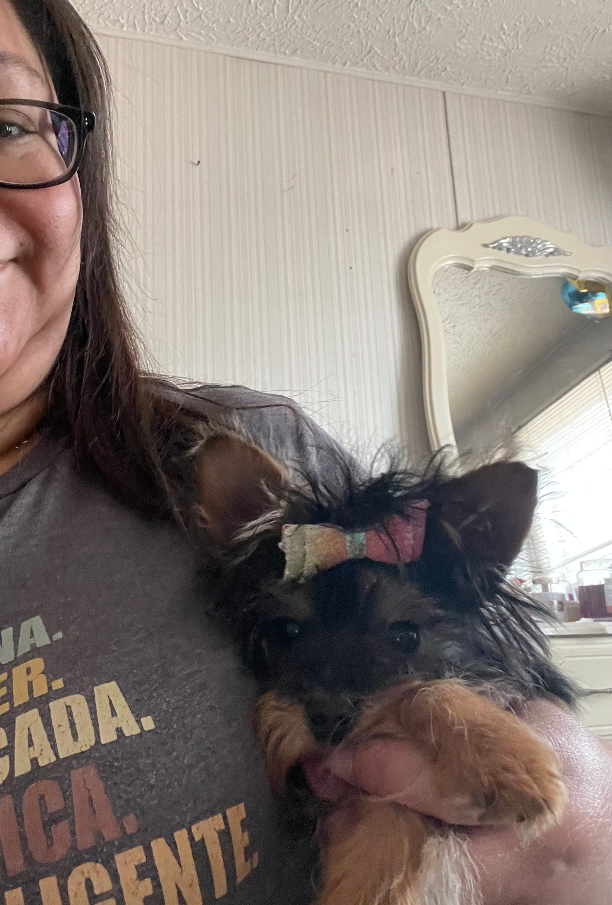 Selena, a female Yorkshire Terrier for sale in Rembert, SC – Photo 8 of 10