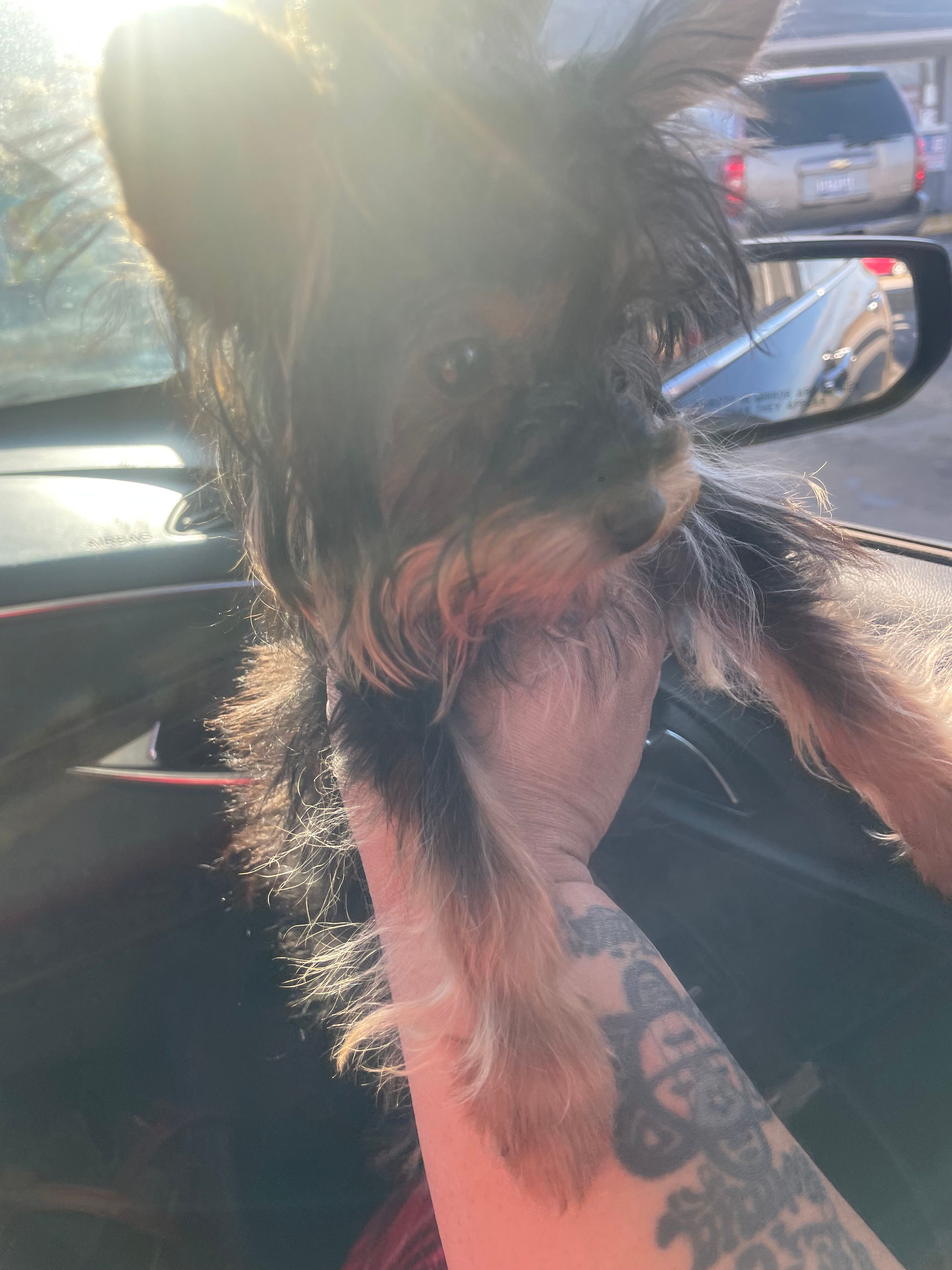Selena, a female Yorkshire Terrier for sale in Rembert, SC – Photo 6 of 10