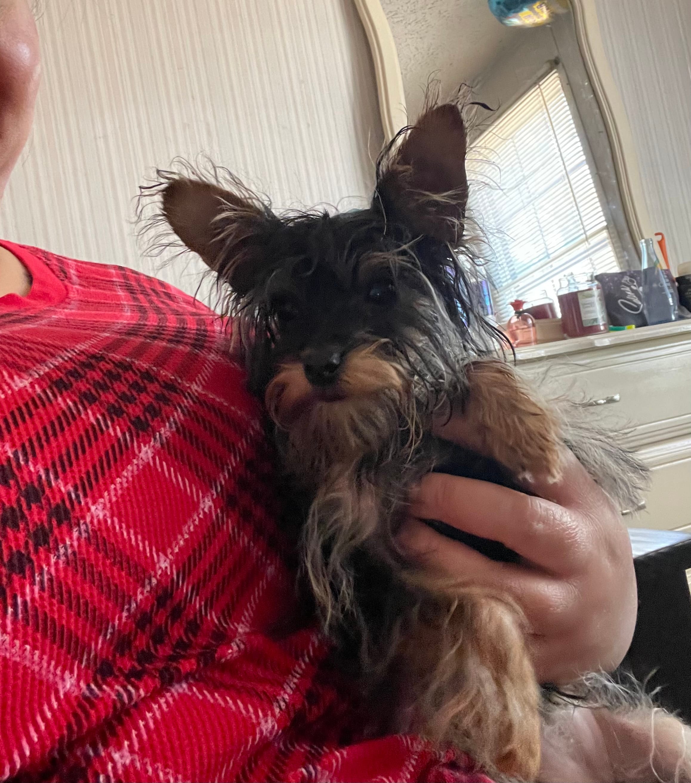 Selena, a female Yorkshire Terrier for sale in Rembert, SC – Photo 10 of 10