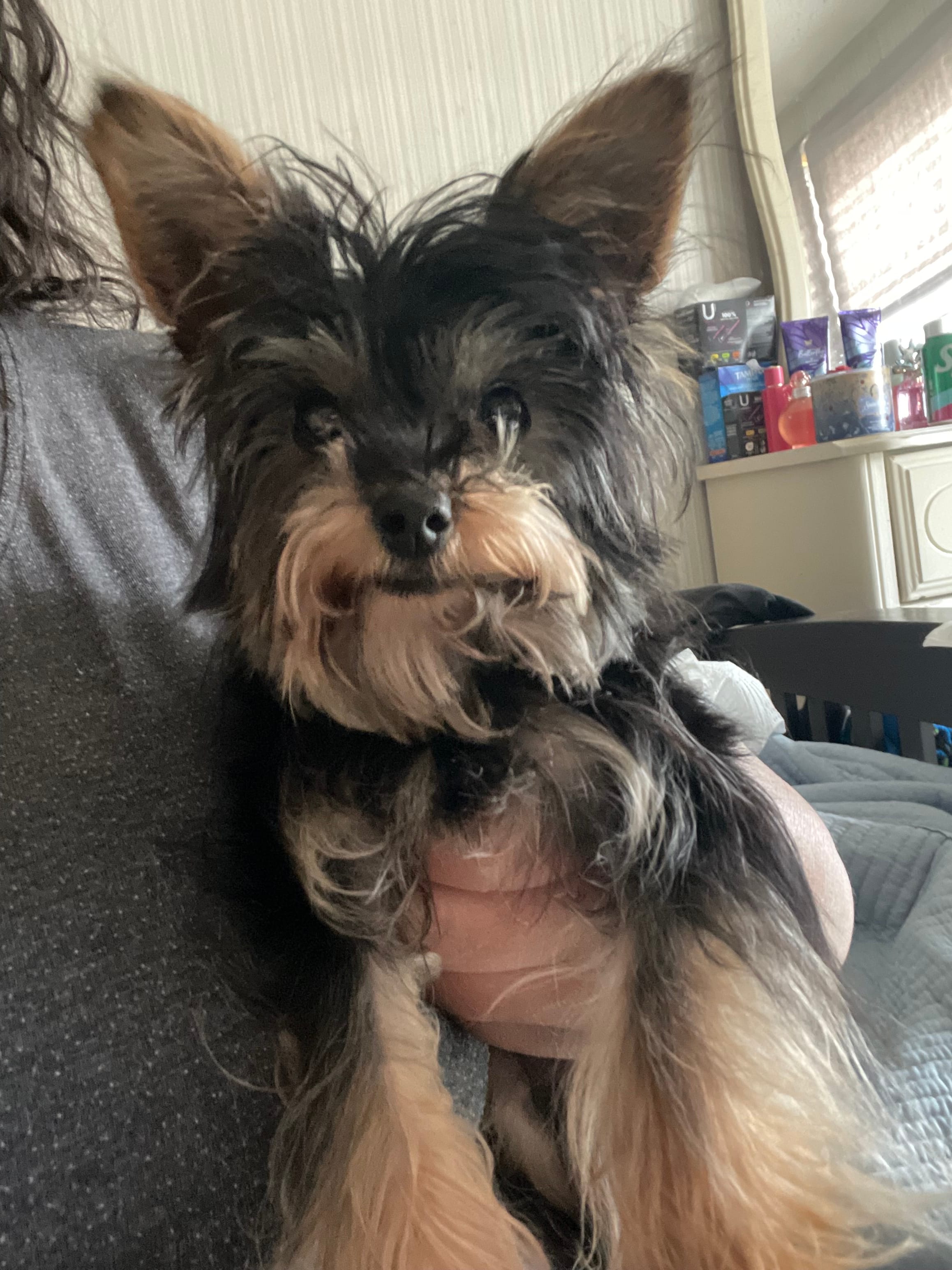 Selena, a female Yorkshire Terrier for sale in Rembert, SC – Photo 4 of 10