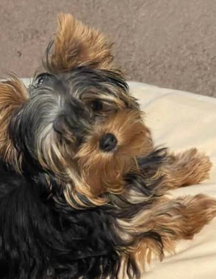 Selena – Yorkshire Terrier puppy for sale in Rembert, SC
