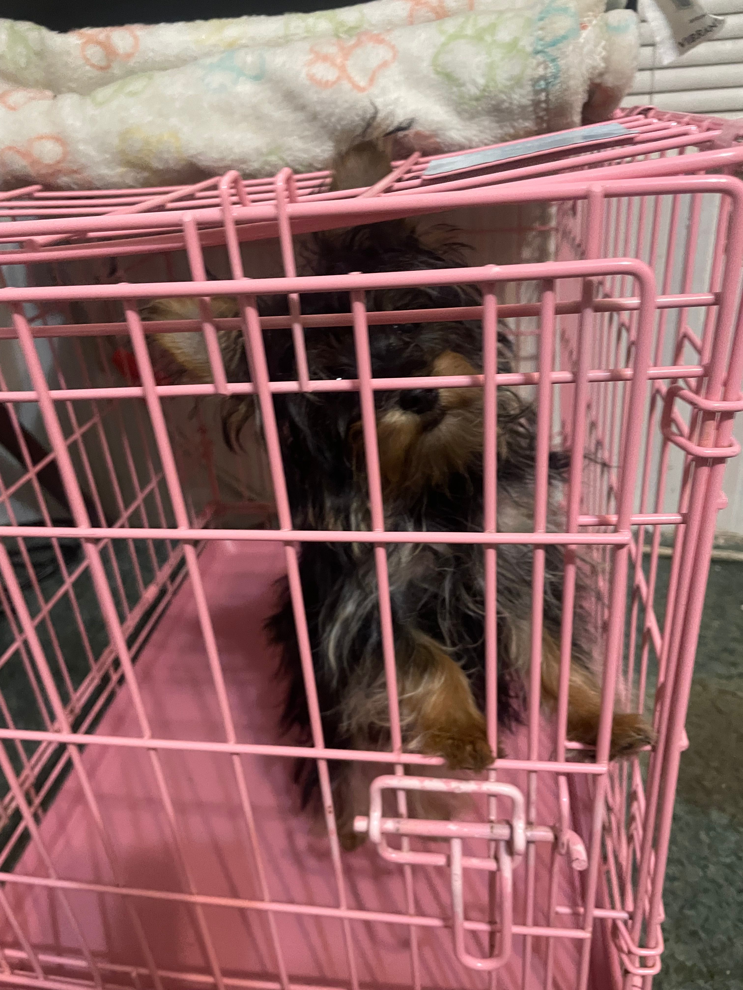 Selena, a female Yorkshire Terrier for sale in Rembert, SC – Photo 9 of 10