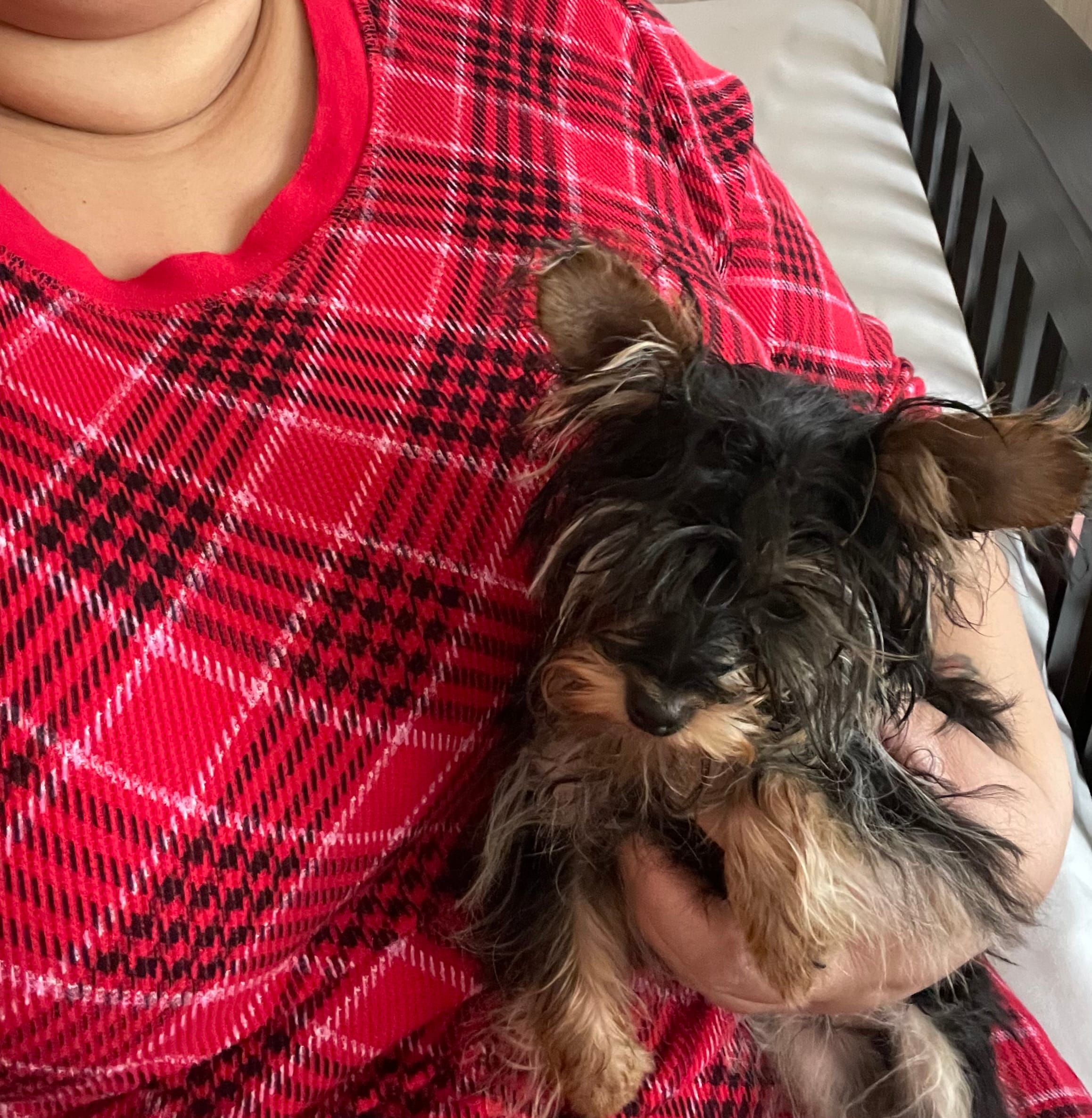 Selena, a female Yorkshire Terrier for sale in Rembert, SC – Photo 5 of 10