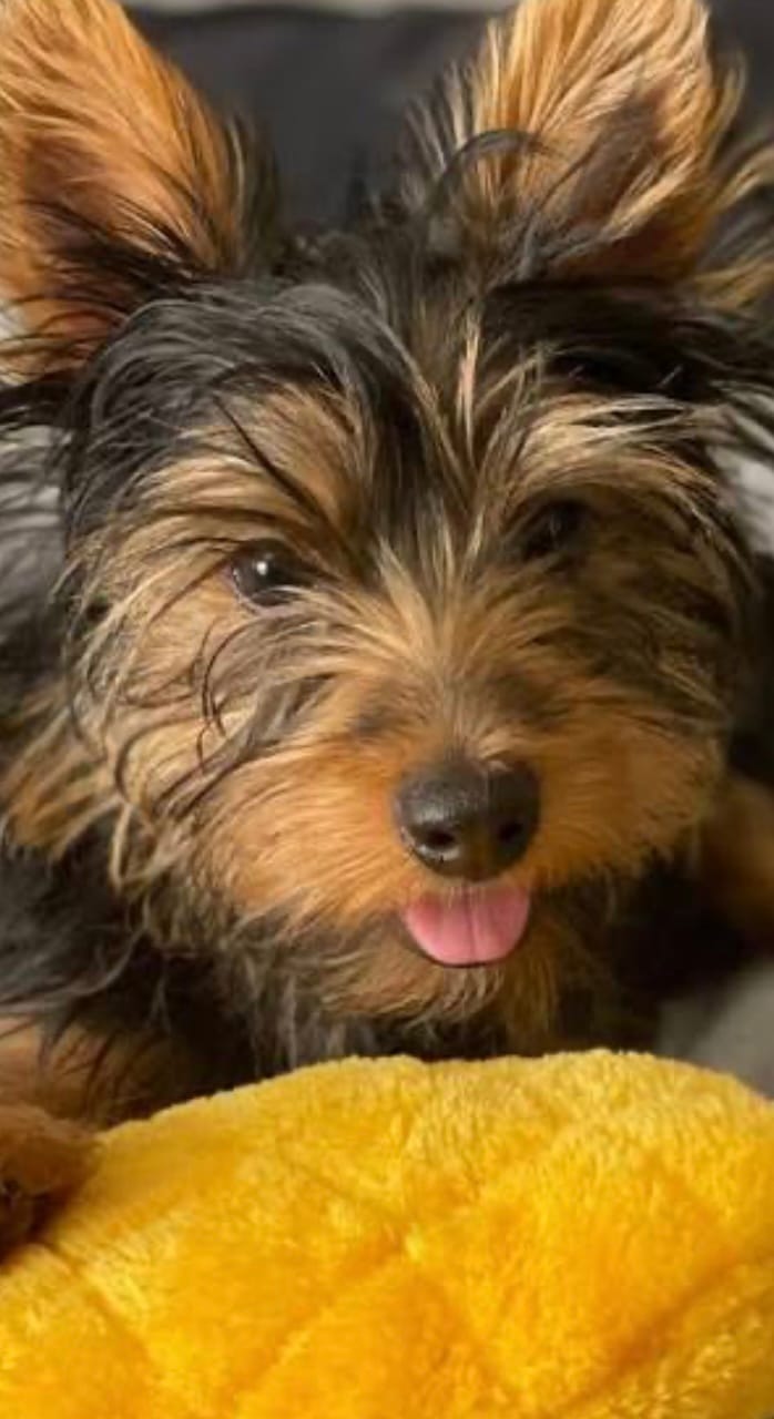 Selena, a female Yorkshire Terrier for sale in Rembert, SC – Photo 3 of 10