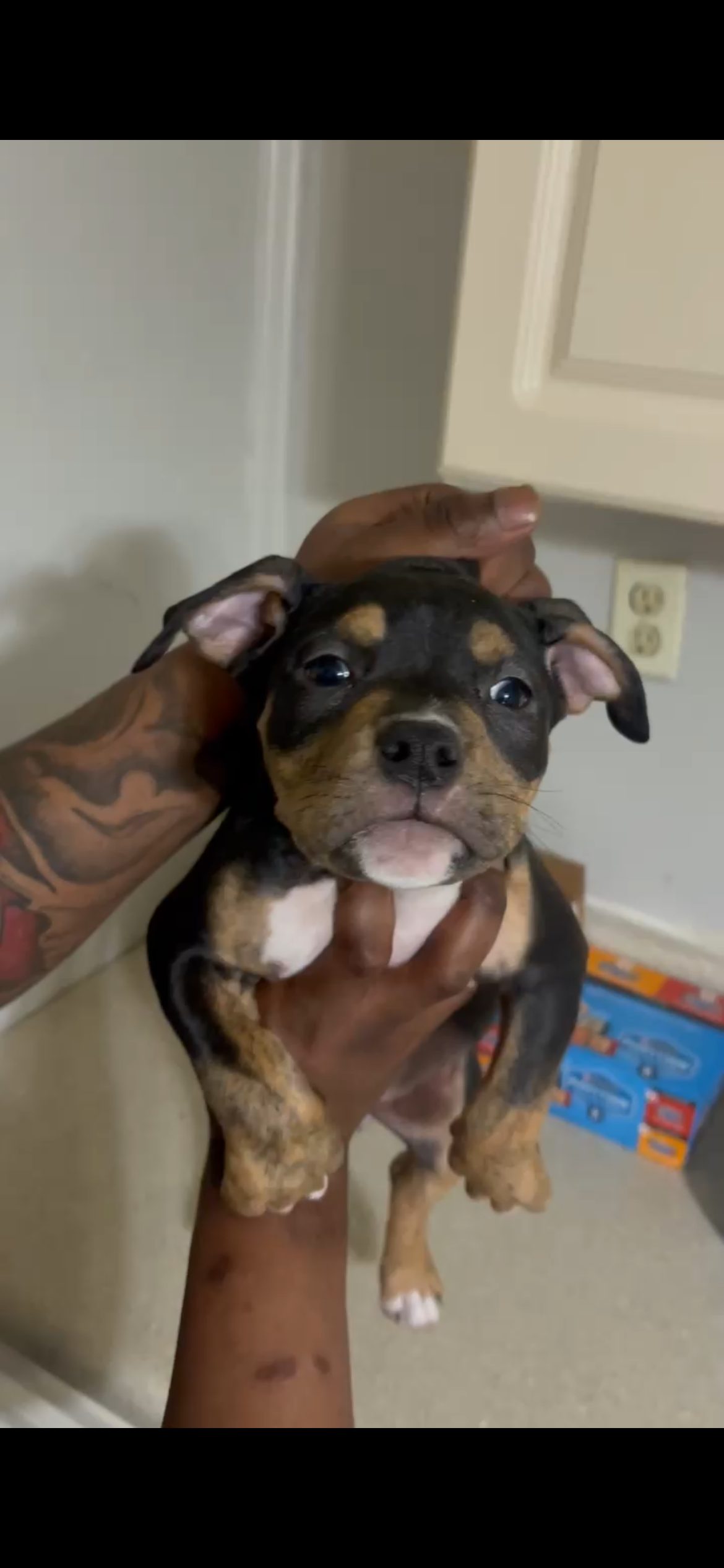 Diva – American Bully puppy for sale in Albany, GA