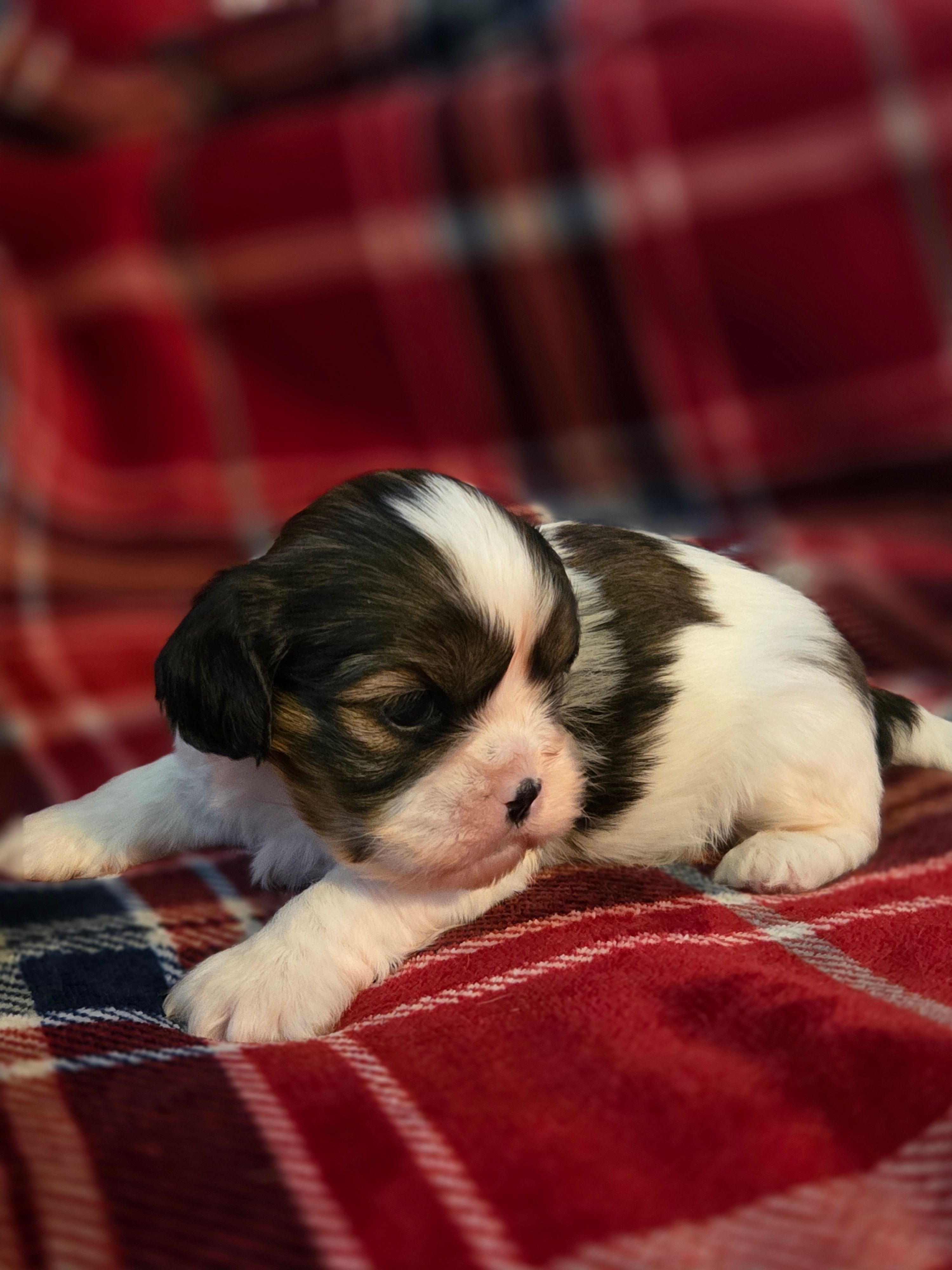 Paola – Cavalier King Charles Spaniel, Shih Tzu puppy for sale in Wesley, IA