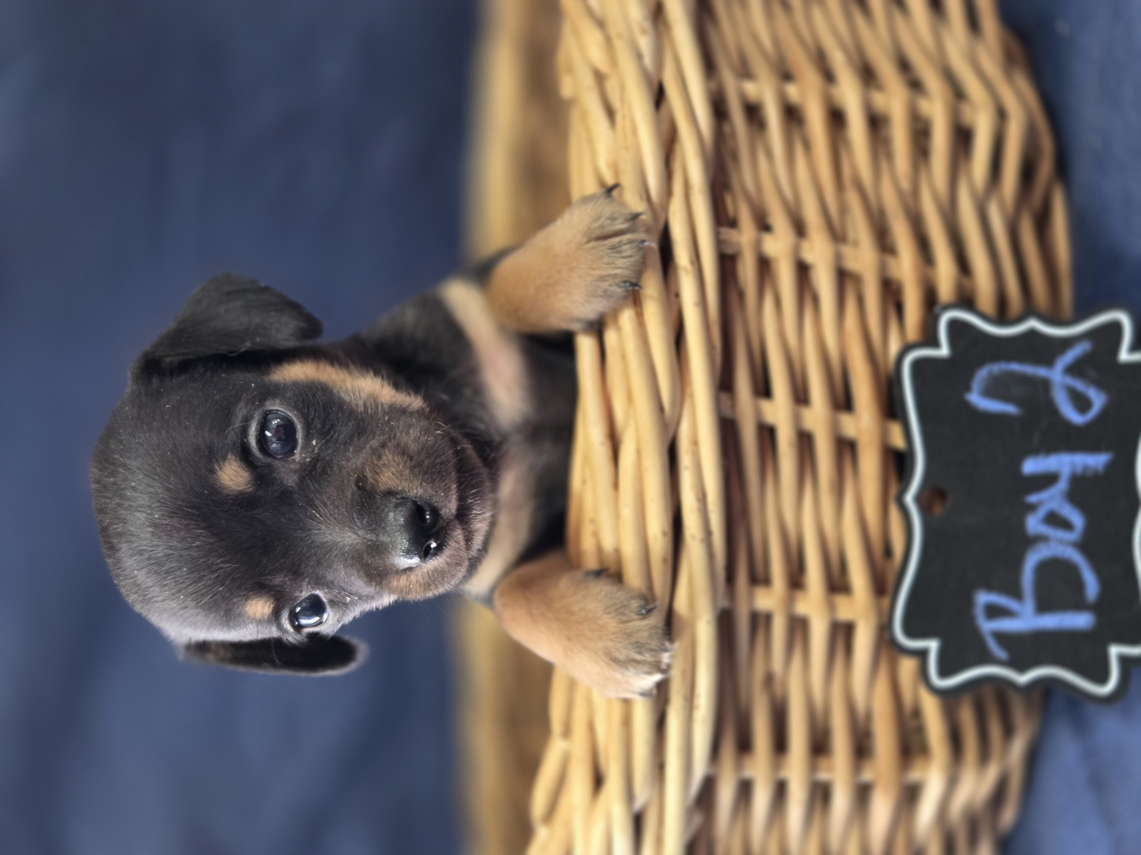 Boy2 – Chihuahua puppy for sale in Wesley, IA