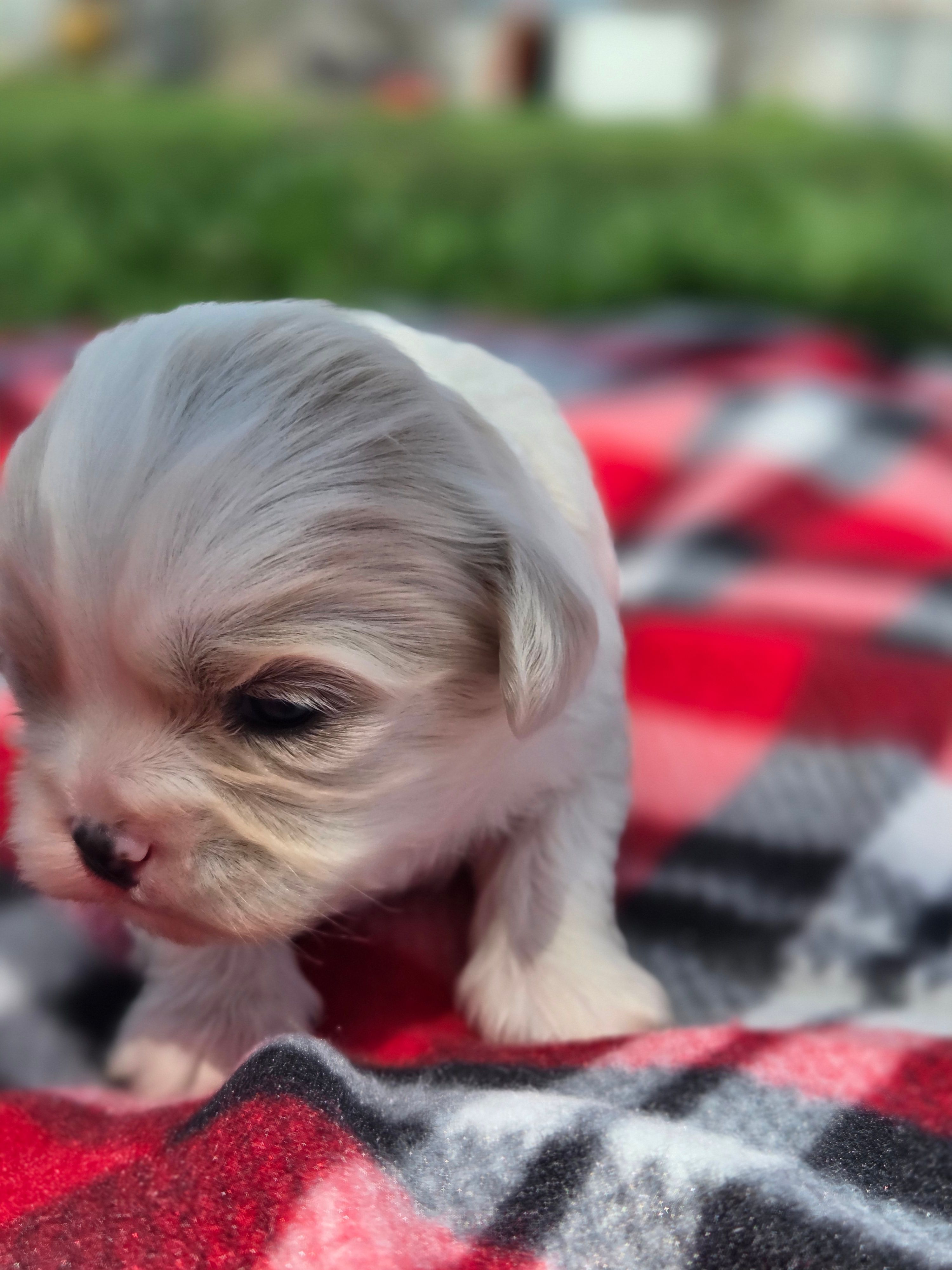 Demi – Cavalier King Charles Spaniel, Shih Tzu puppy for sale in Wesley, IA