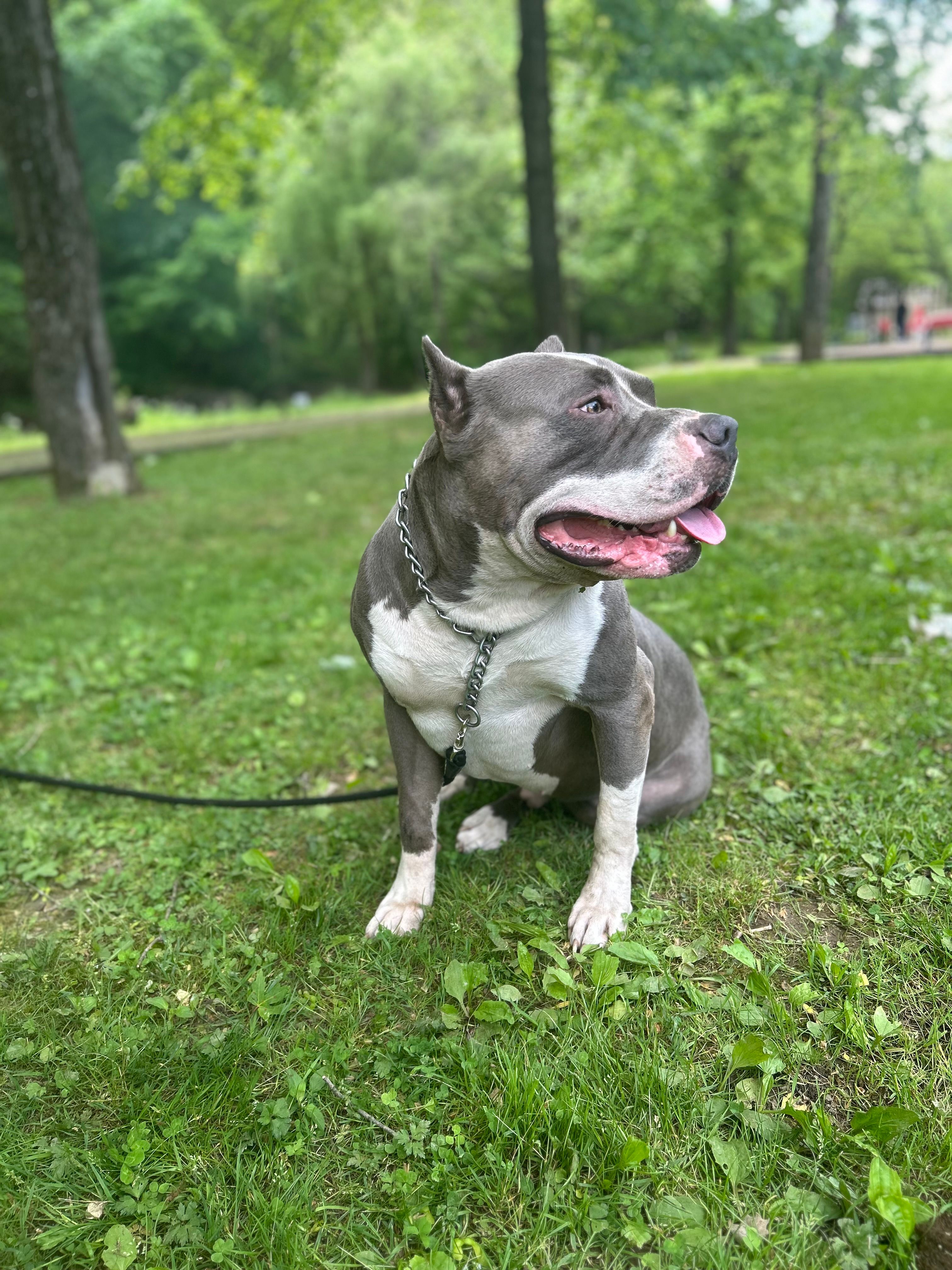 Kane – American Bully puppy for sale in Natrona Heights, PA