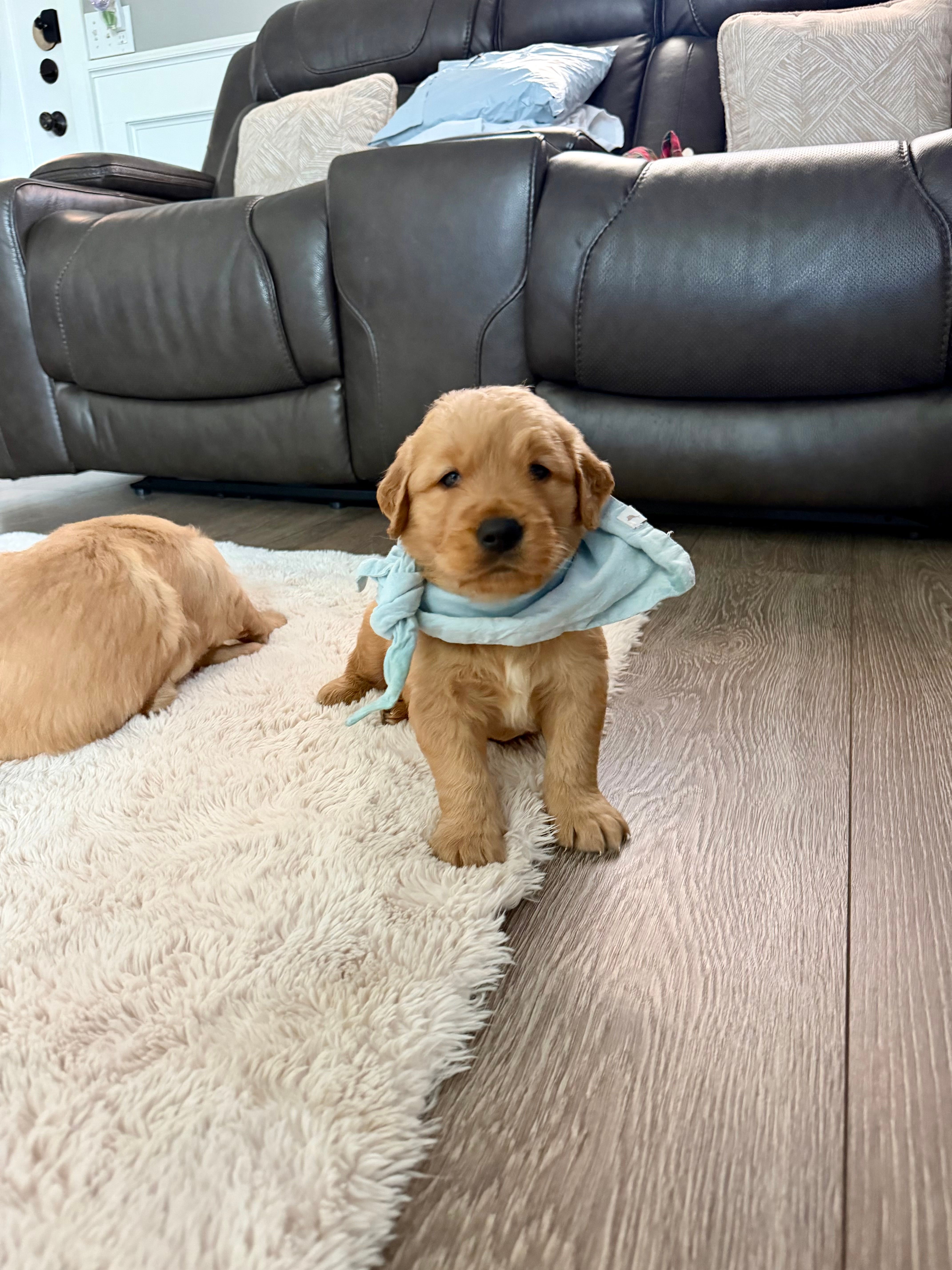 Buddy – Golden Retriever puppy for sale in Fontana, CA