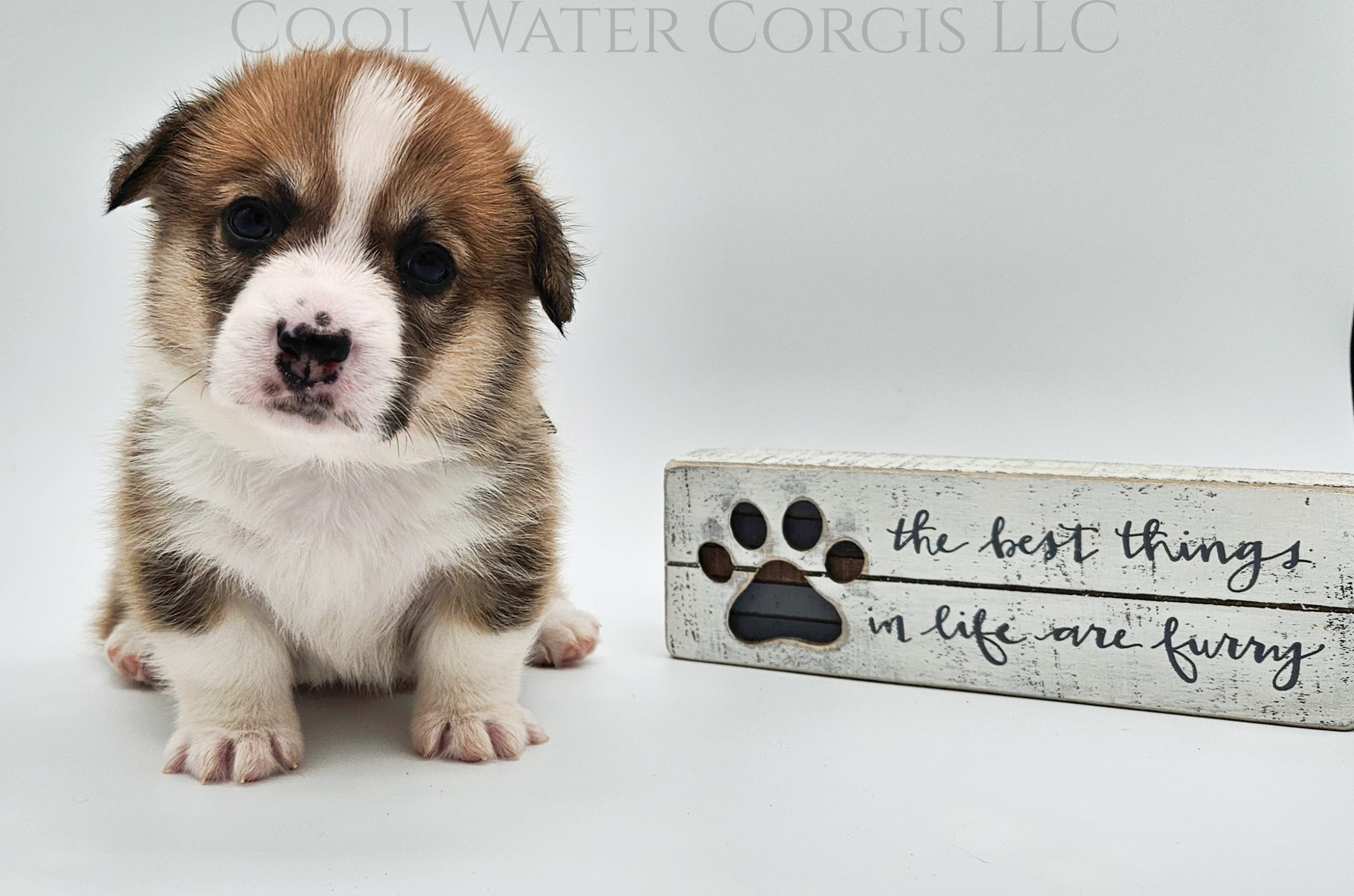 Chocolate Chip  – Pembroke Welsh Corgi puppy for sale in Colorado, CO