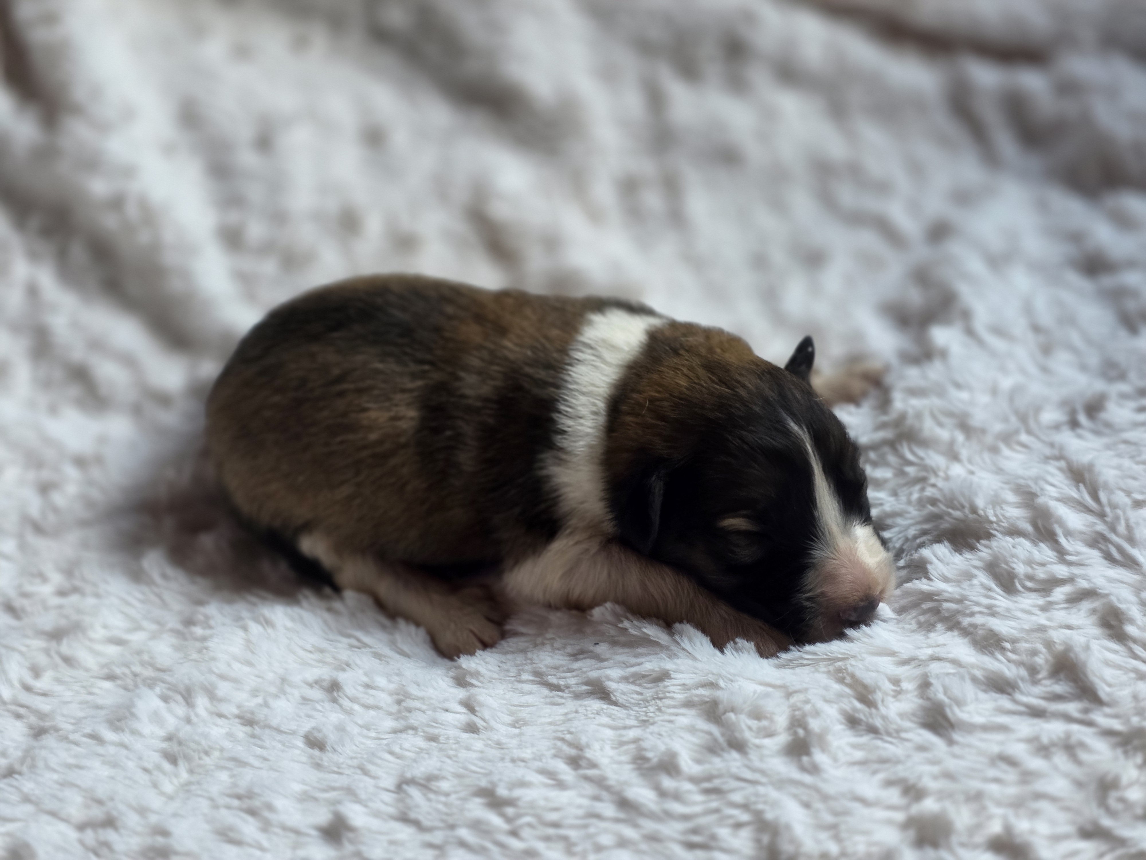 Willow – Australian Shepherd, Great Pyrenees puppy for sale in Wytheville, VA