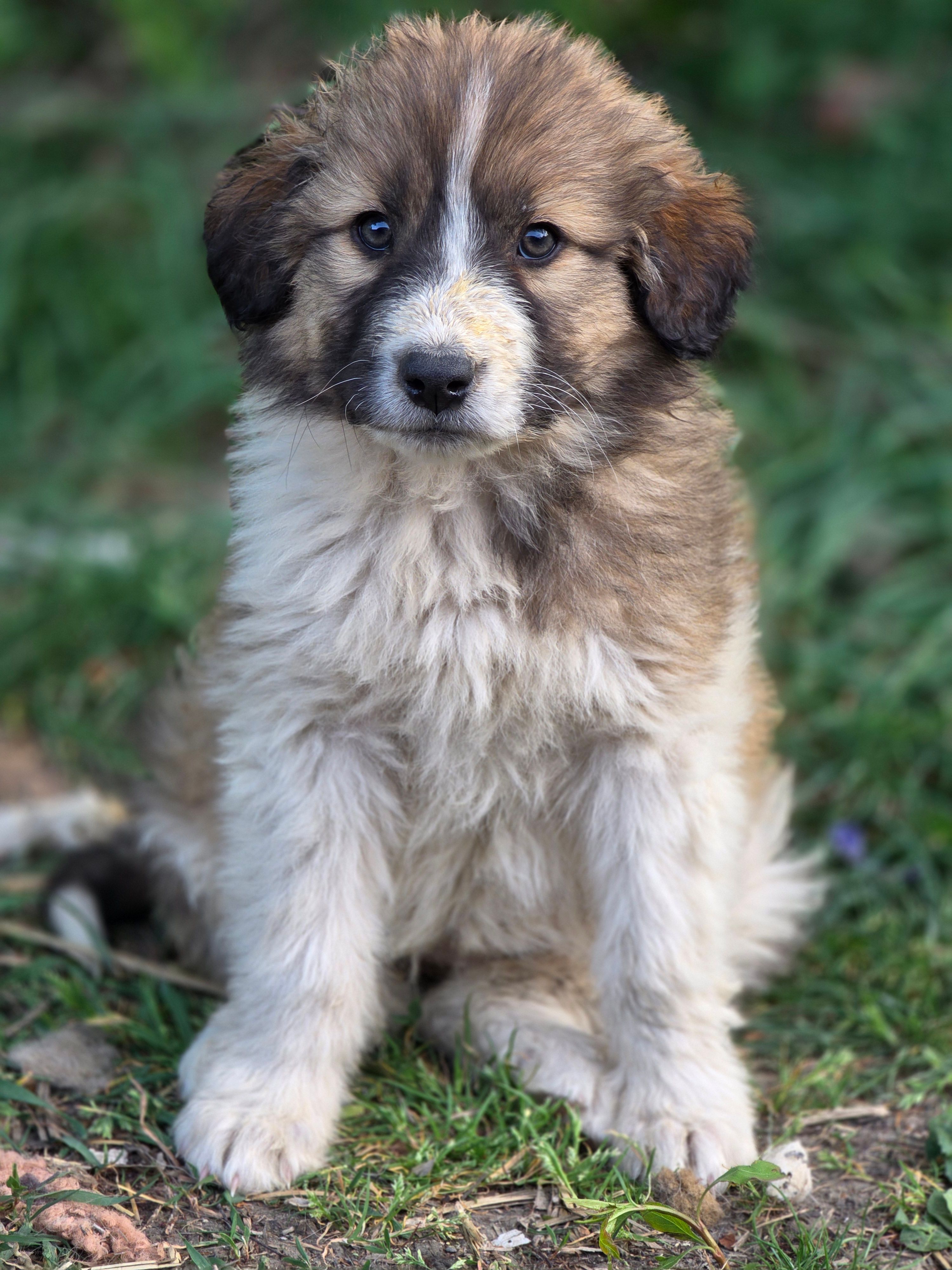Willow – Australian Shepherd, Great Pyrenees puppy on hold in Wytheville, VA