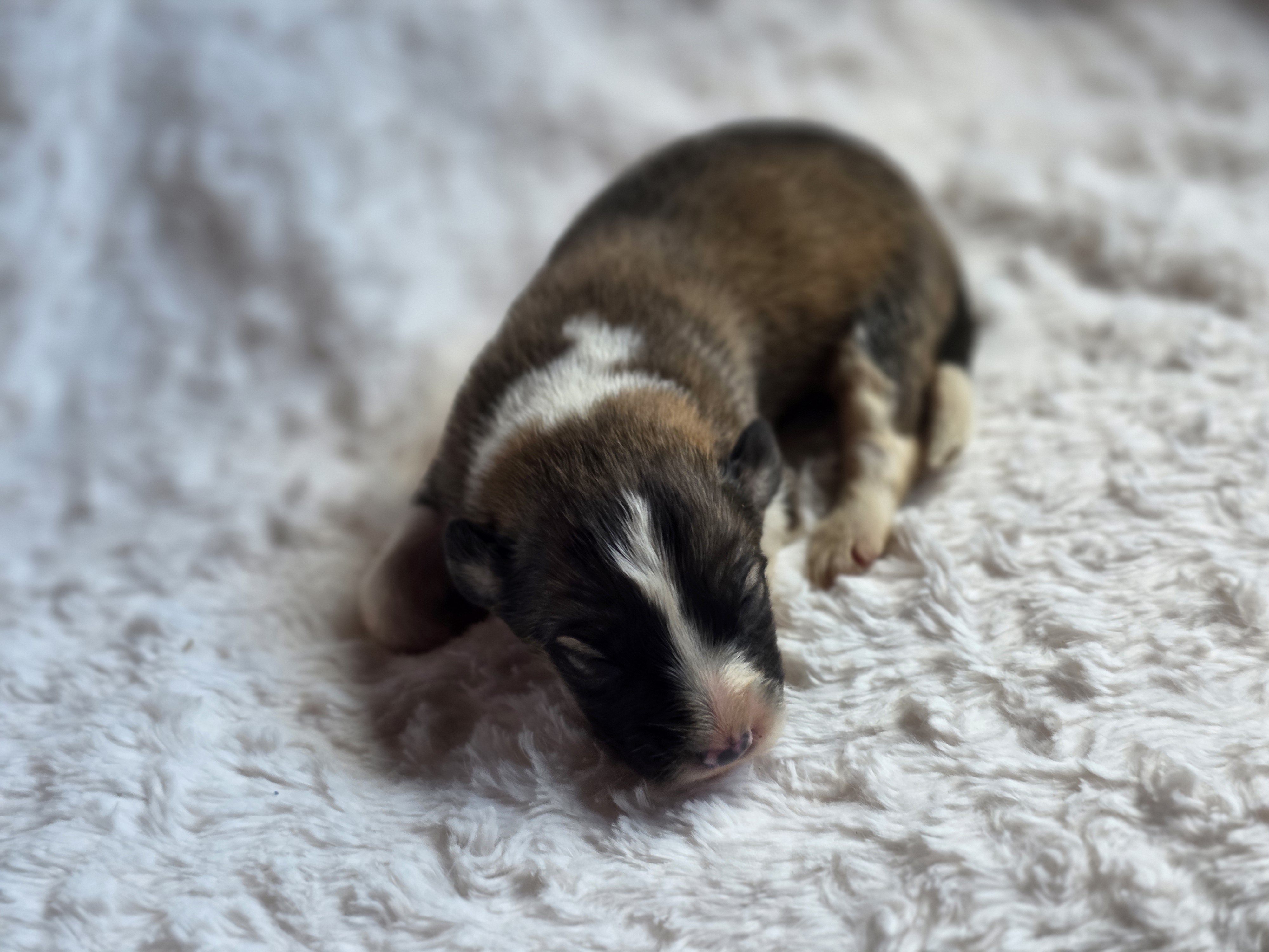 Brooks – Australian Shepherd, Great Pyrenees puppy for sale in Wytheville, VA