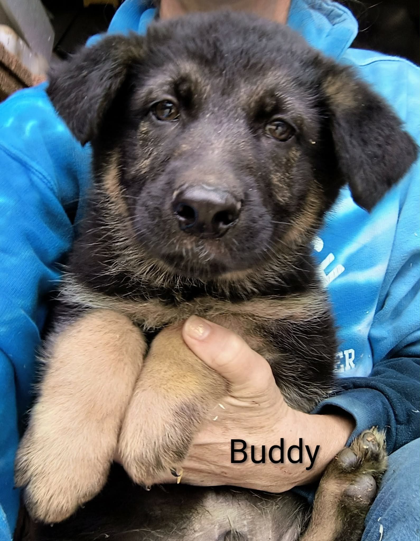 Buddy – German Shepherd Dog puppy for sale in Vale, NC