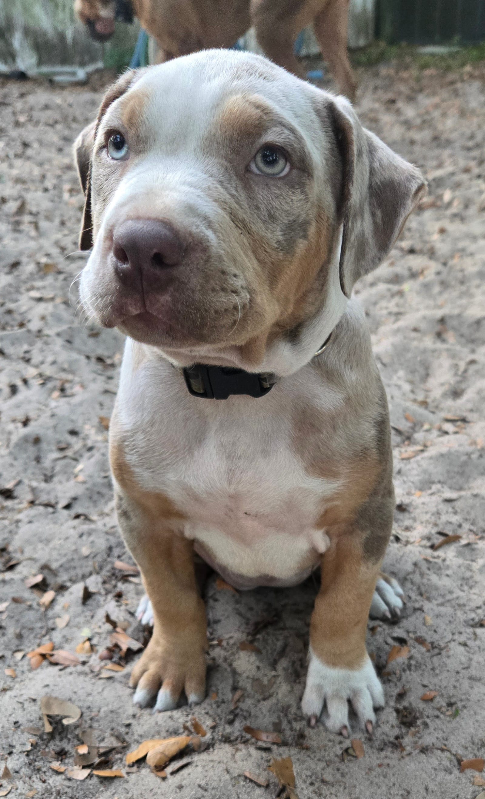 Little bit  – American Bully puppy for sale in Sumterville, FL