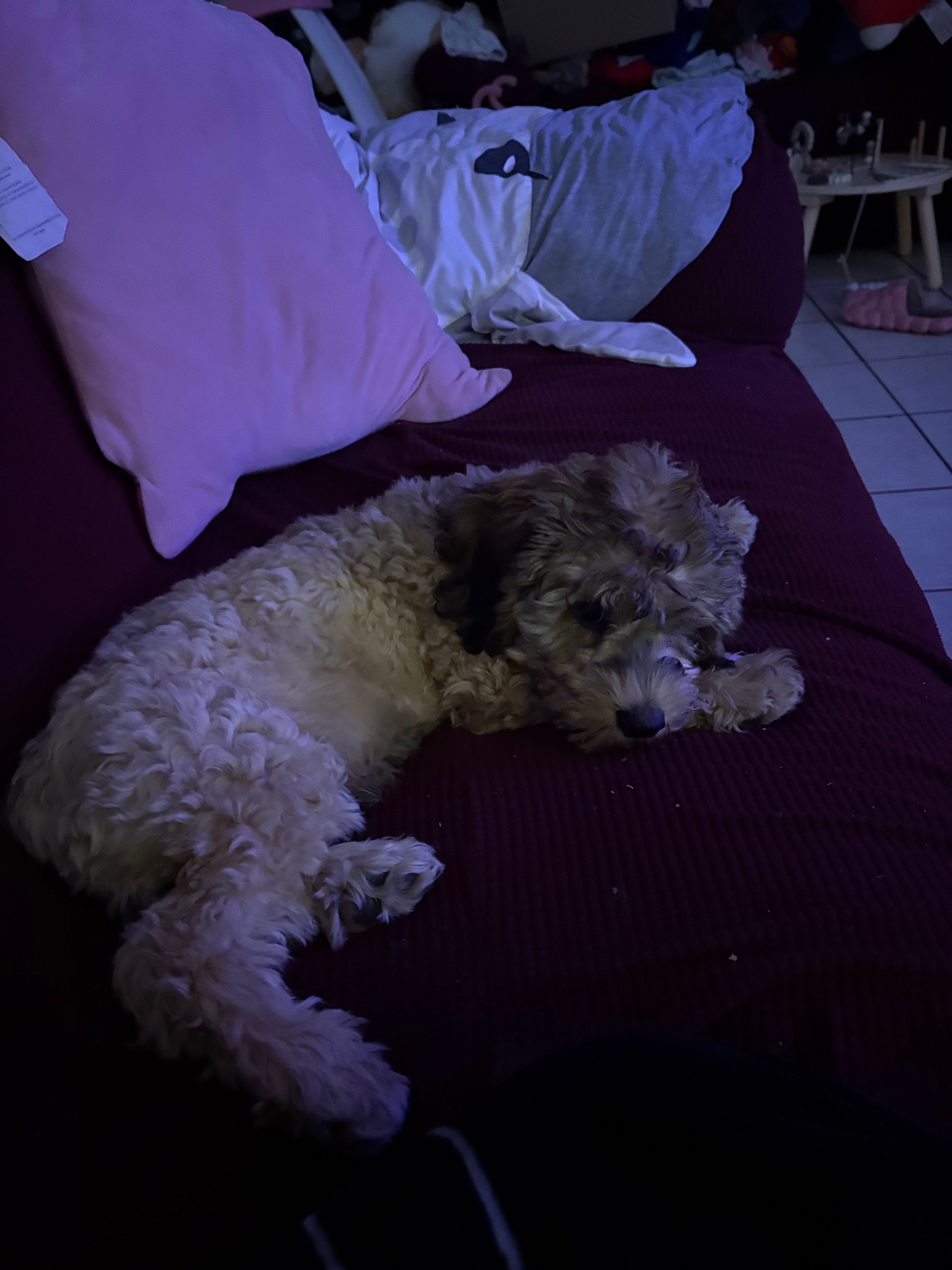 Ben – Cockapoo puppy for sale in Phoenix, AZ